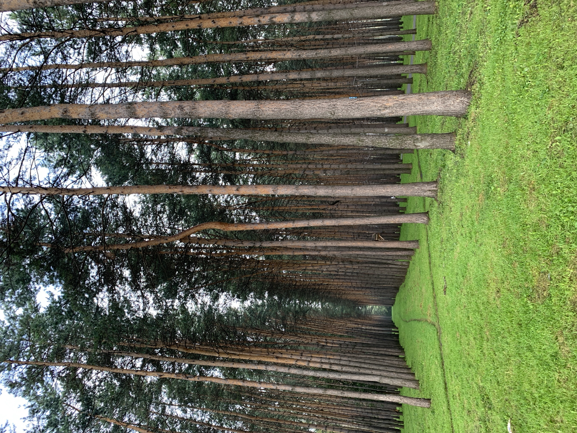 The image depicts a dense pine forest with a narrow, winding dirt path leading into the distance. The trees are tall and slender with rough, textured bark, and their branches create a canopy overhead. The ground is covered in vibrant green grass, which is well-maintained and appears to be a park or recreational area. In the far distance, the path opens into a bright, sunlit clearing, suggesting a transition from the dense forest to a more open space. The overall atmosphere is serene and natural, with a sense of depth and perspective created by the receding lines of trees. There are no people or animals visible in the image. This scene is located in Prokopyevsk, Russia.