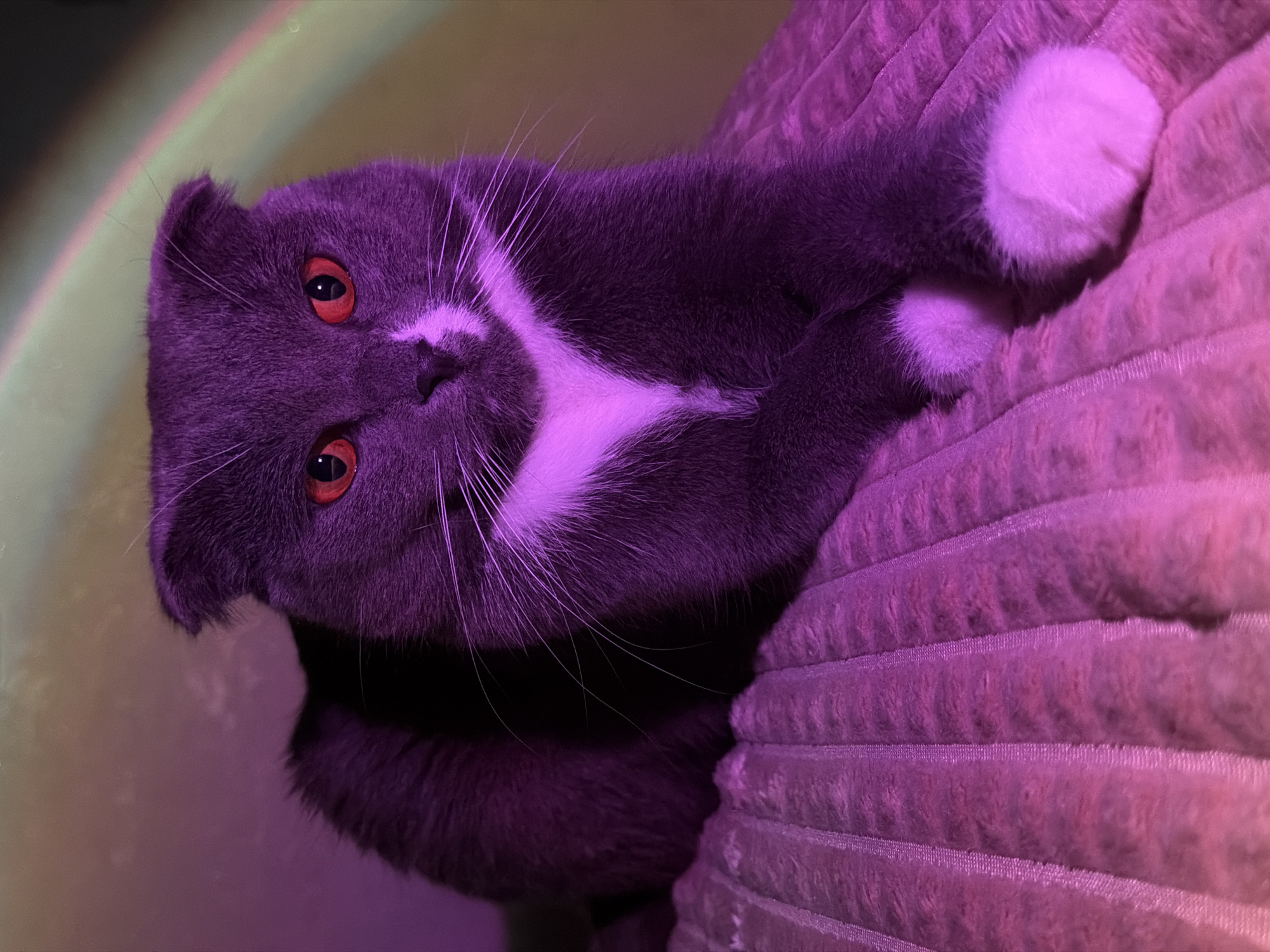 A grey and white cat with red eyes is resting on a textured, pink surface. The cat is partially in focus and angled. The room is dimly lit with a faint rainbow light visible in the background. The location in Chaikovsky, Russia is unknown.