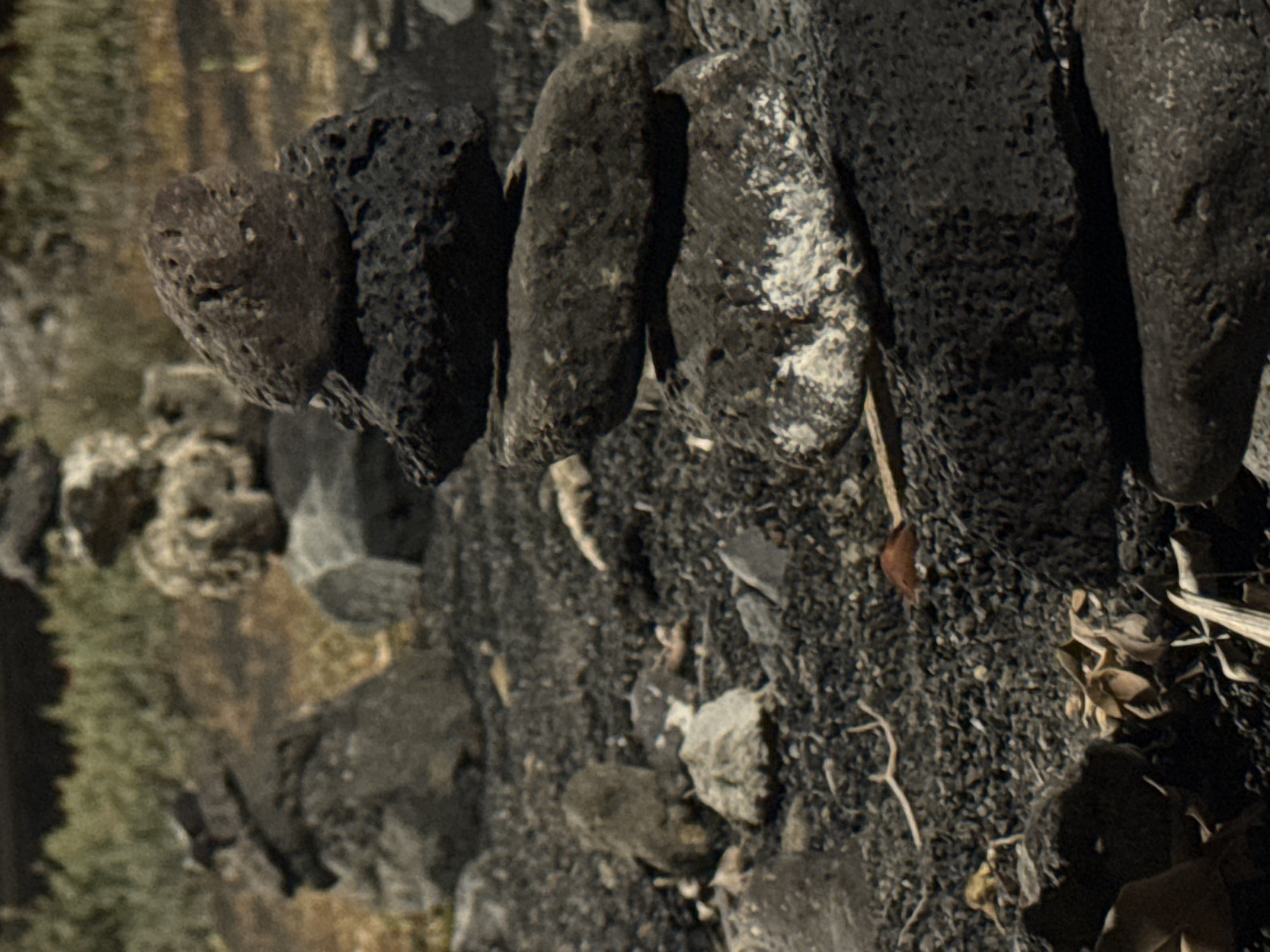 The image shows a close-up view of dark volcanic rocks and small pebbles. Some of the larger rocks are arranged in a row. The environment appears arid and rocky. To the left, there is some sparse, dry vegetation. Debris like dry leaves and small twigs are scattered among the rocks. The location is likely the city of Tías, Spain, known for its volcanic landscape.