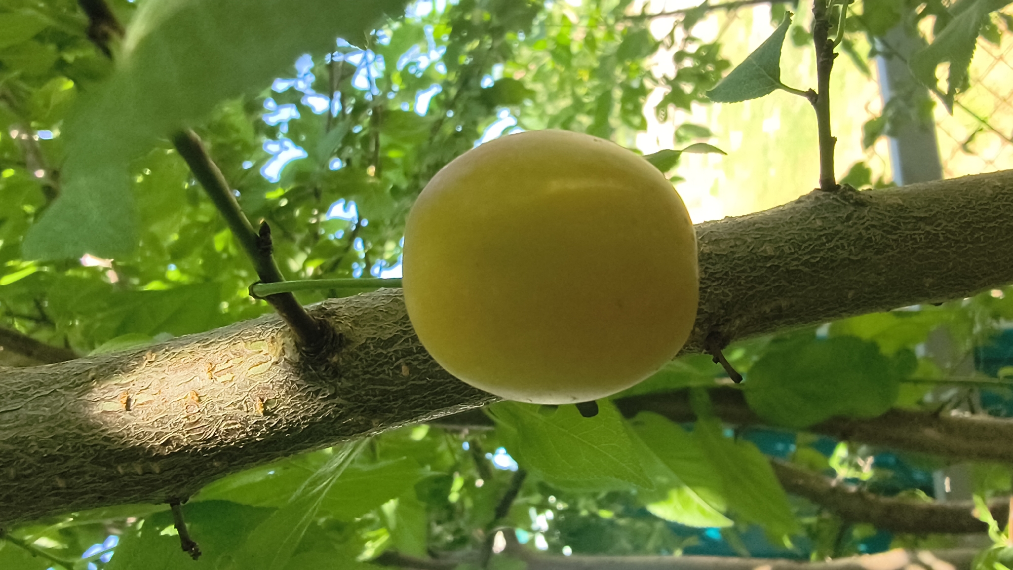 A single, ripe yellow plum hangs from a branch of a tree. The plum is perfectly spherical and appears smooth, with a faint blush of color on its upper surface. It is suspended against a backdrop of lush green leaves and dappled sunlight filtering through the foliage. The tree trunk, rough and textured, is visible in the foreground, with smaller branches extending outwards. In the distance, a blurred background suggests a sunny day with hints of blue sky and possibly other trees or vegetation. The scene evokes a feeling of nature's abundance and the simple beauty of a fruit growing on a tree in Mikhaylovka, Russia.