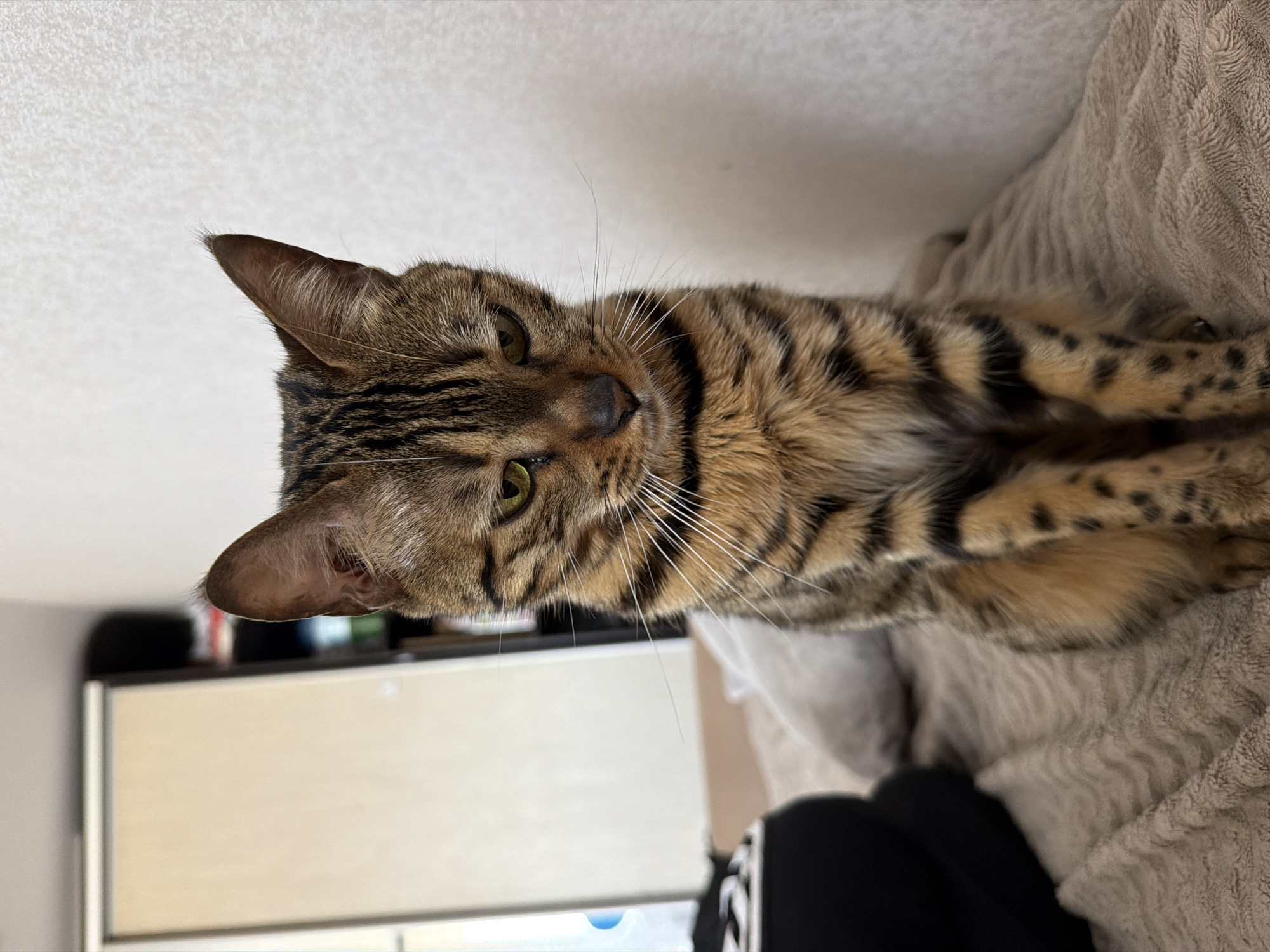 A close-up, indoor shot depicts a brown and black striped cat, possibly a Bengal, with green eyes, looking directly at the camera. The cat is positioned on a light brown, textured blanket or sofa. The background includes a white wall and a cabinet or shelf unit with a light-colored door or panel. The location is not evident from the image, and there is no way to determine whether the photo was taken in Noviy, Russia.