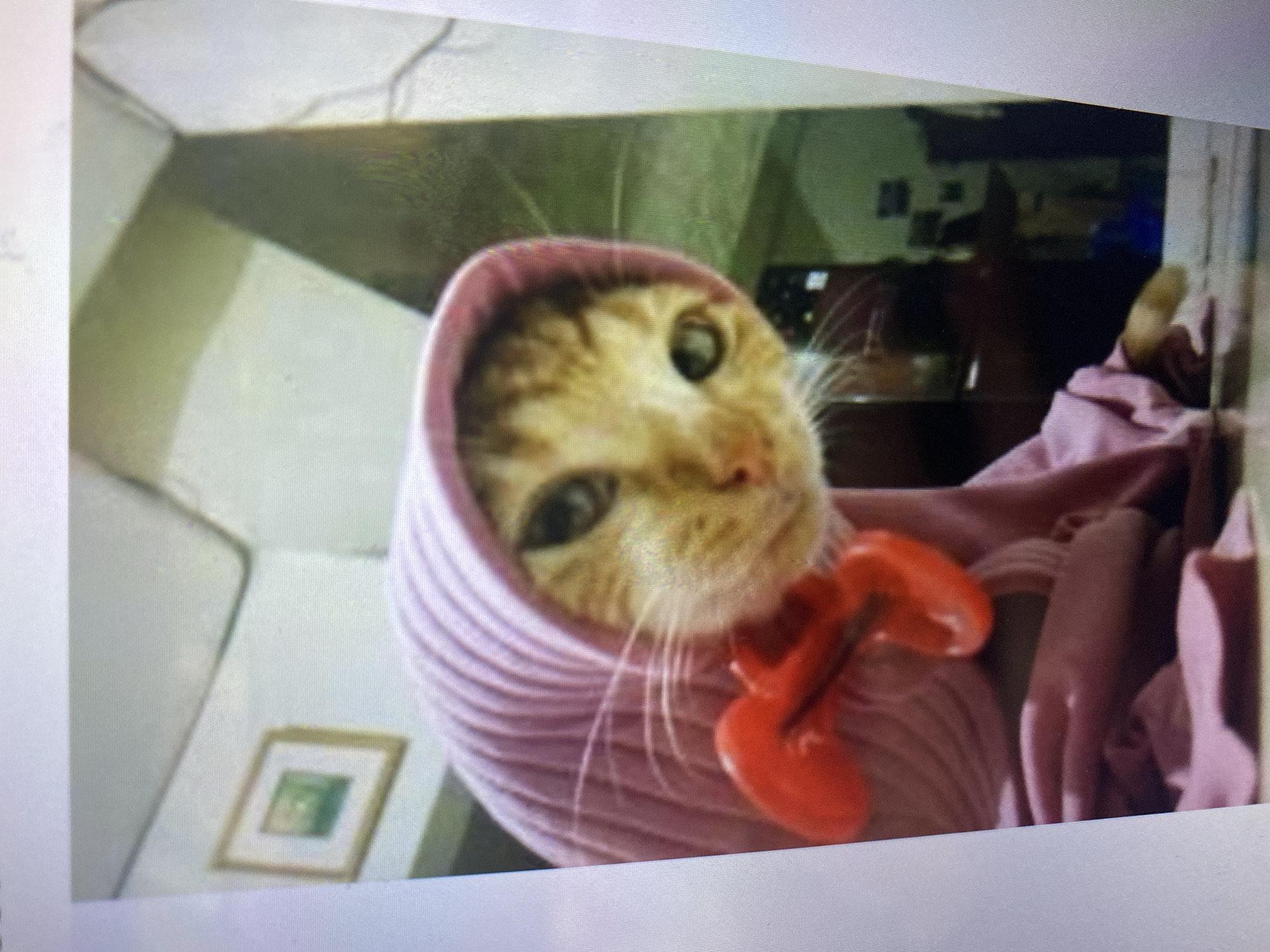 An orange tabby cat is draped in a pink hooded garment. The cat's face is partially visible, with its green eyes looking towards the viewer. A red object, possibly a toy or decoration, is attached to the garment near the cat's neck. The background appears to be an indoor setting, with a framed picture on the wall and what looks like shelving or furniture. The image is a digital photograph, likely taken from a screen, with visible pixelation and glare. The location of Ta', Indonesia, is not discernible from the visual information provided in the image.