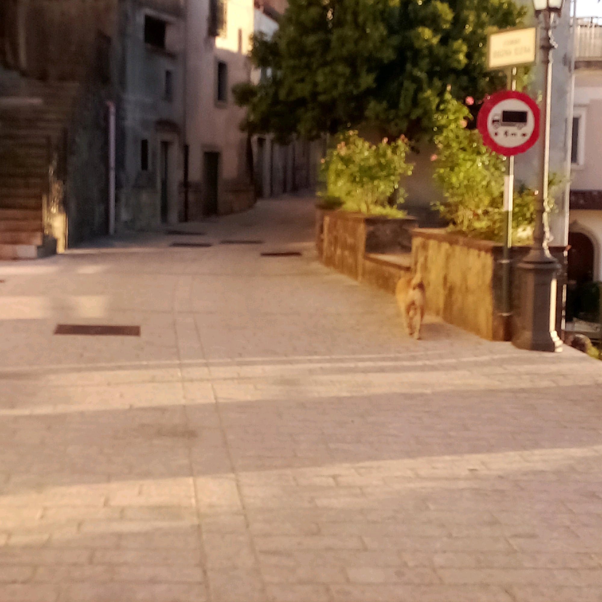 The image captures a street scene in Castelnuovo di Conza, Italy, bathed in the warm glow of what appears to be late afternoon or early evening light. The street is paved with light-colored rectangular stones, creating a textured surface that reflects the sunlight. On the right side of the image, a tan-colored dog walks away from the camera, moving further down the street. Behind the dog, a low, stone wall with green bushes and pink flowers sits adjacent to the street. A lamppost stands on the right, and further back, a circular red sign with a white border and a black silhouette of a truck is mounted on a pole, indicating a restriction for trucks. Above this, a rectangular yellow sign with black text is visible. The background features buildings with muted colors and shadowed windows, suggesting the architecture of an older Italian town. To the left, a set of stone stairs leads upwards, disappearing into the shadows. The overall impression is a quiet, somewhat rustic street in a small Italian town.