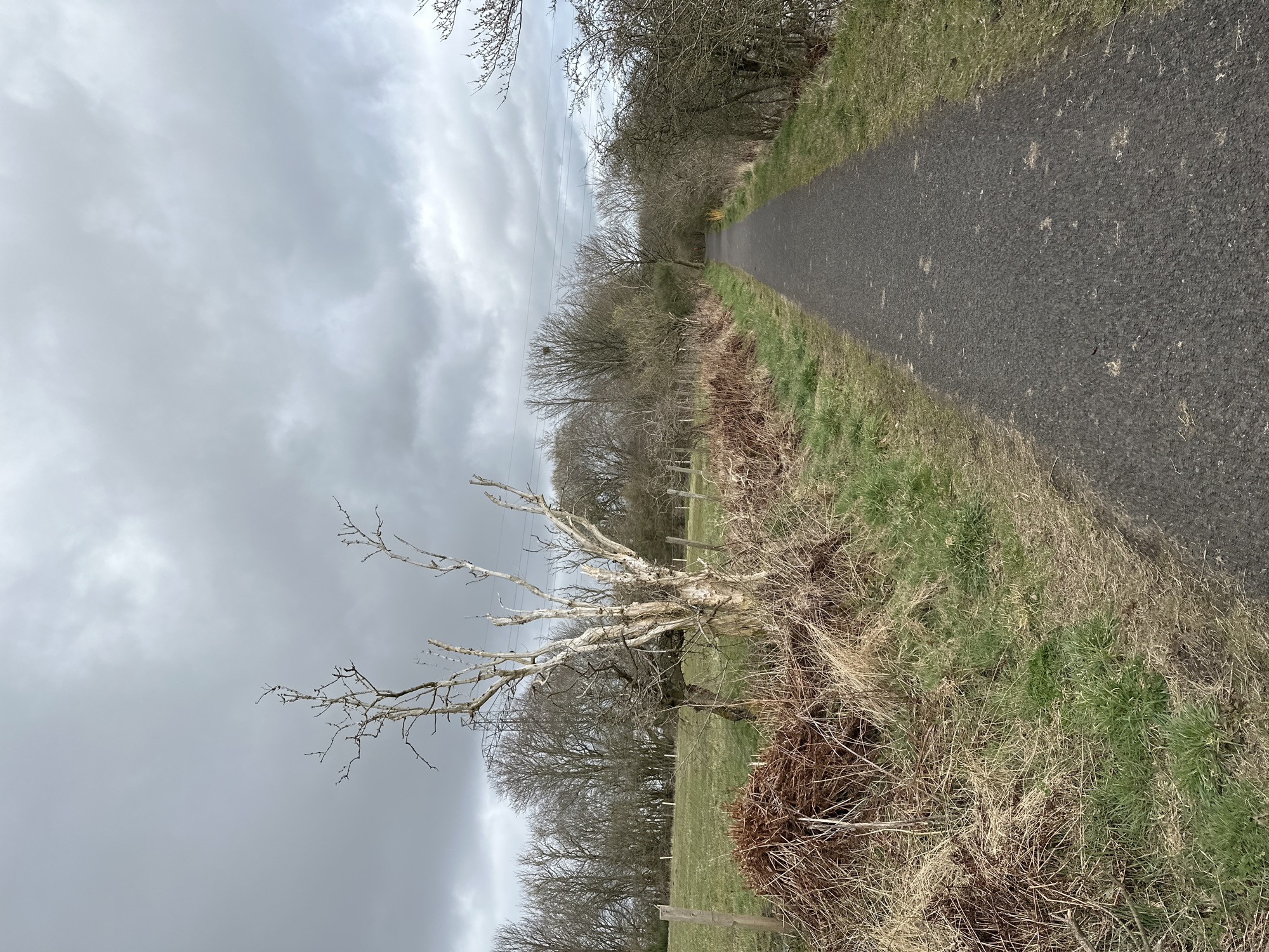 The image depicts a narrow asphalt path stretching into the distance, flanked by grassy terrain and trees under a cloudy sky. A bare, pale-colored tree stands prominently to the left of the path. A wooden fence runs adjacent to the grassy area. Power lines are visible in the background. This appears to be located in the city of Dunfermline, United Kingdom.