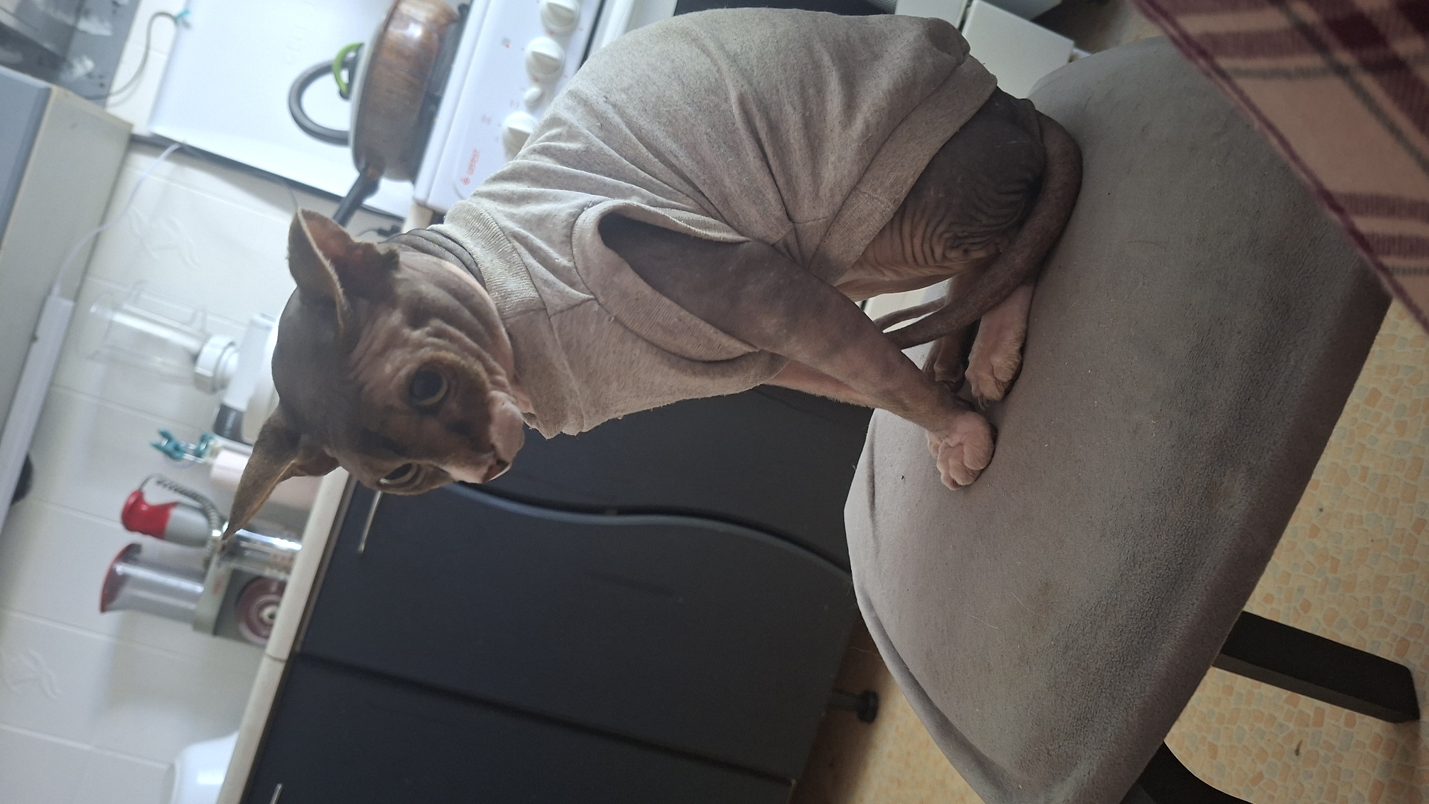 A hairless cat, wearing a grey sweatshirt, is sitting on a grey cushioned stool in a kitchen. The cat has large ears and wrinkles on its skin. In the background, a white stove with pots on it, a blender, and other kitchen appliances are visible. The floor is tiled. The image was taken in Myadzyel, Belarus.