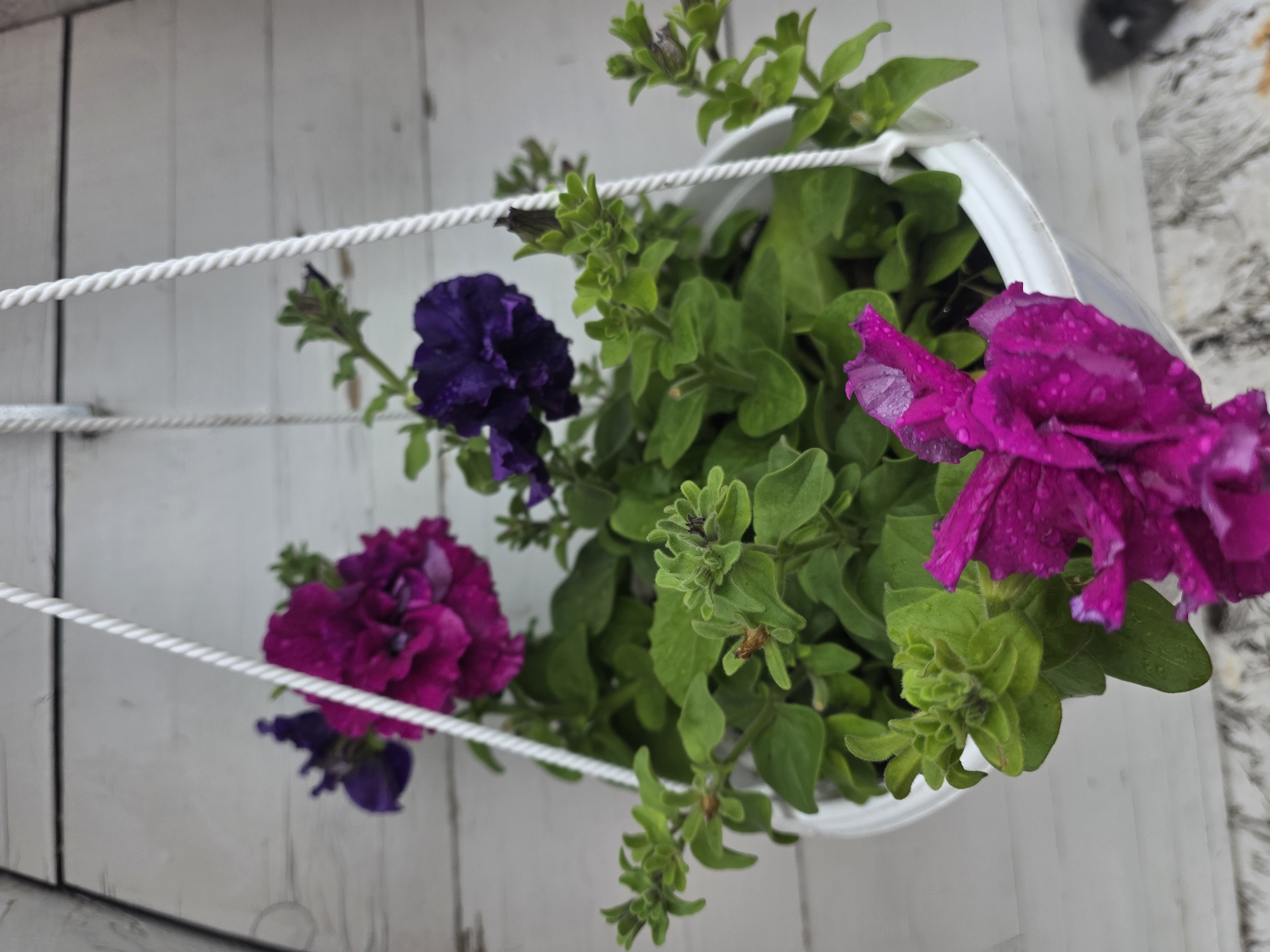 The image shows a close-up of a hanging basket filled with vibrant purple petunias against a light-colored wooden wall. The petunias are in various stages of bloom, with some fully open and others in bud. The flowers appear wet, possibly from recent rain or watering, with visible water droplets on their petals. The basket is white and suspended by two white ropes. The background wall is made of horizontal wooden planks. The setting appears to be outdoors, possibly a balcony or patio in the city of Проводник, Russia. There are no people or animals visible in the image.