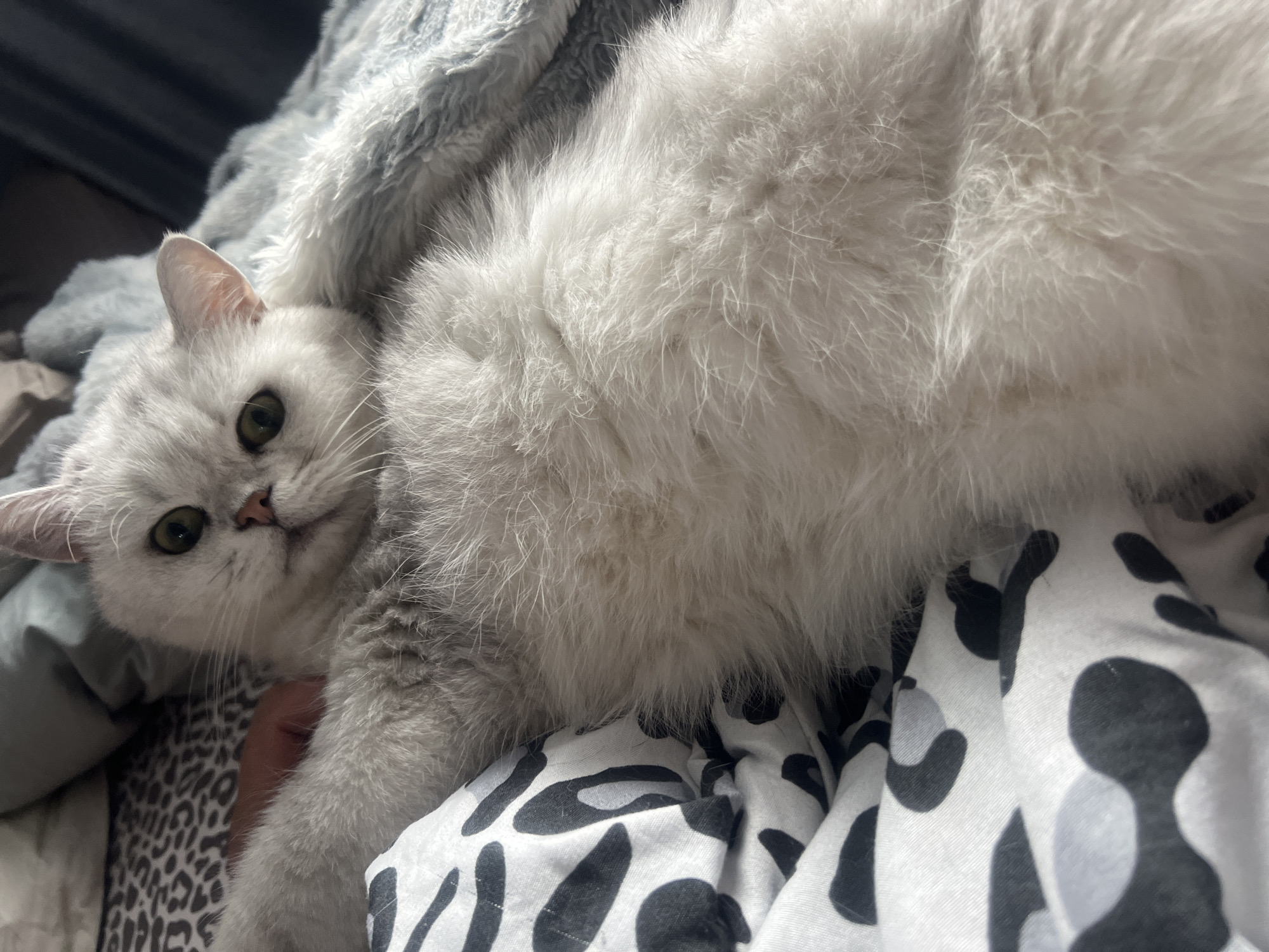 A close-up, high-angle shot shows a fluffy, silver-gray cat lying on a bed. The cat's face is slightly tilted towards the camera, revealing its green eyes and pink nose. Its body is stretched out, with one paw resting near its head. The cat is partially covered by a light blue, fuzzy blanket. The background includes a leopard-print pillow and a black and white patterned sheet. A human hand is visible on the cat's leg, gently stroking its fur. The lighting suggests an indoor setting, possibly a bedroom.
