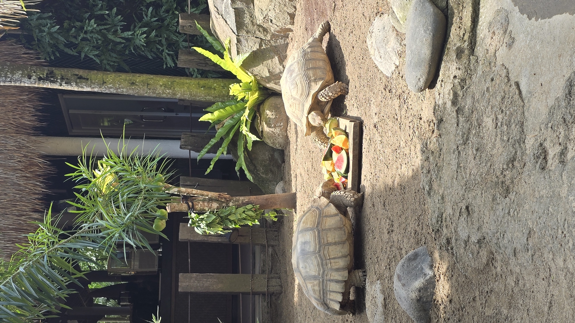 The scene depicts two tortoises, presumably Sulcata tortoises, approaching and eating from a rectangular wooden container filled with cut fruit, possibly watermelon and papaya. The tortoises are on a sandy, earthy surface interspersed with stones and rocks.
In the background, the image includes tropical vegetation like ferns and an unidentified tree. A building with a thatched roof is partially visible behind the vegetation. This scene is located in Celuk, Indonesia.