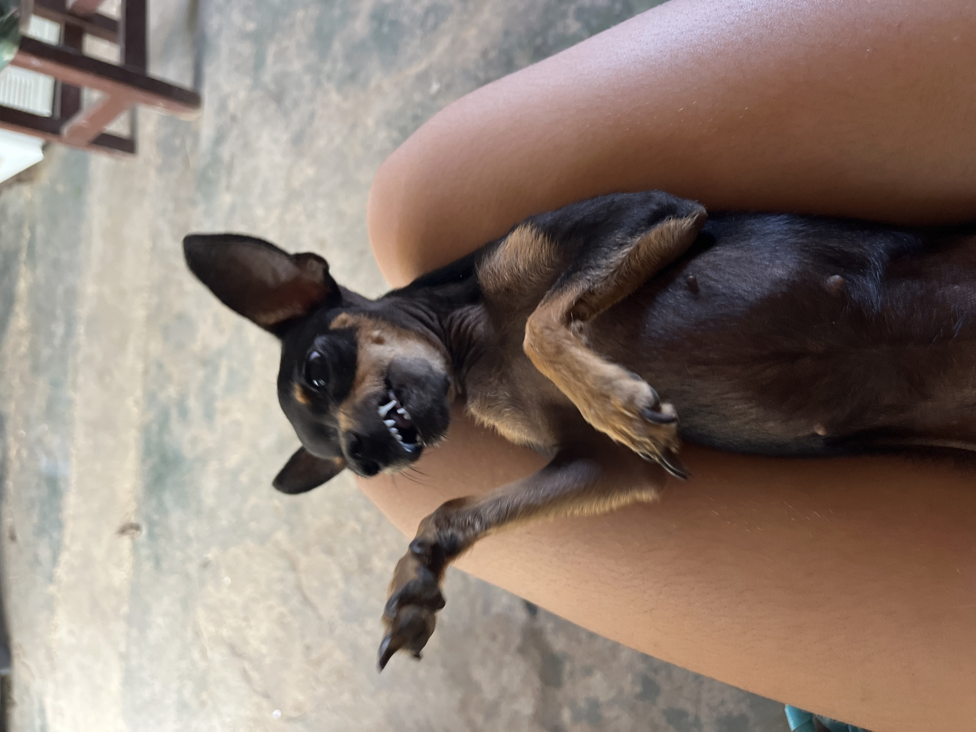 A close-up, eye-level shot shows a small, black and tan dog lying on its back, its paws in the air, with its head resting on a person's lap. The dog's mouth is open, revealing sharp teeth in what appears to be a playful or defensive snarl. Its ears are erect and alert, and its eyes are dark and focused. The dog's fur is short and glossy. The person's legs, clad in what appears to be shorts, form the background. The setting suggests an outdoor, possibly domestic, environment, with a concrete floor visible and a blurry wooden structure in the background, which could be furniture. The image lacks specific details to pinpoint its location to Juan Griego, Venezuela, beyond the context provided.