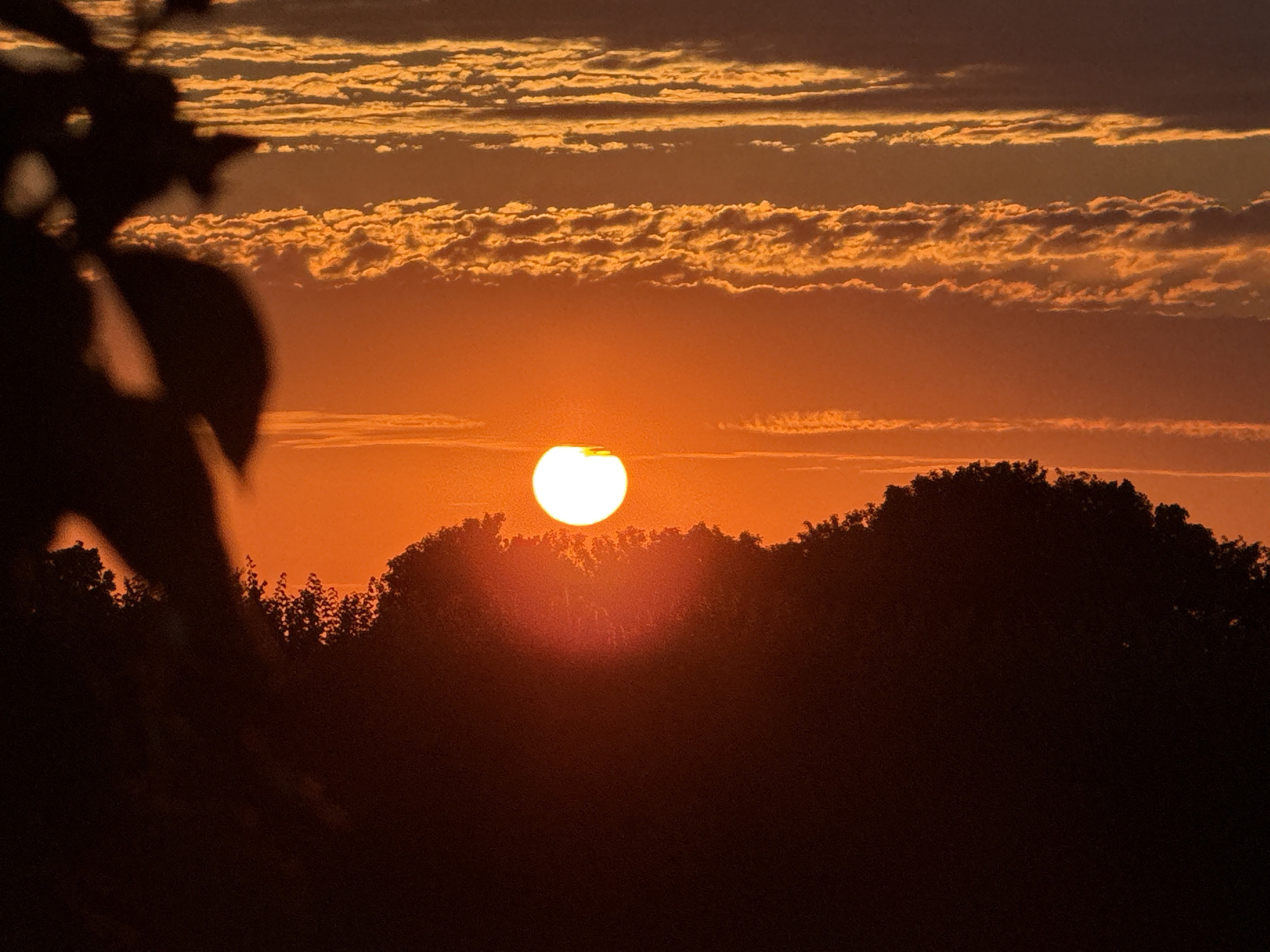 A sunset is captured in Great Yarmouth, United Kingdom. The sun, a bright orange orb, is low in the sky, casting a warm glow over the scene. It is partially obscured by a silhouette of trees and foliage in the foreground, which are dark against the vibrant orange and yellow hues of the sky. Wispy clouds are scattered across the upper portion of the sky, catching the sunset's light and adding texture to the scene. The lower part of the image is dominated by the dark silhouettes of trees and a dark, indistinct landscape.