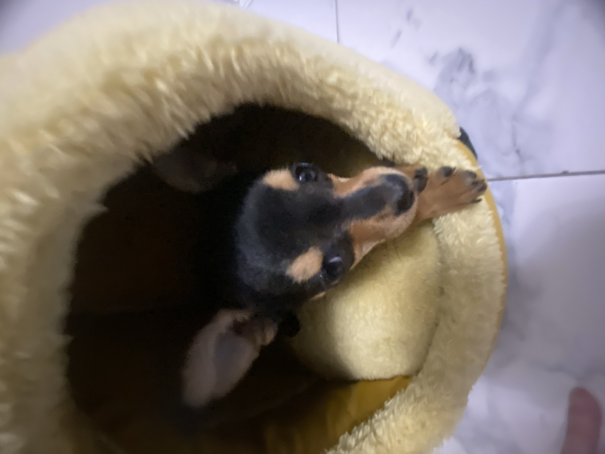 A small, black and tan dachshund puppy is nestled in a yellow, fuzzy dog bed. The dog is looking up towards the camera. The bed sits on a light-colored tiled floor. The location is assumed to be indoors. The city is not discernible from the visual information in the image.