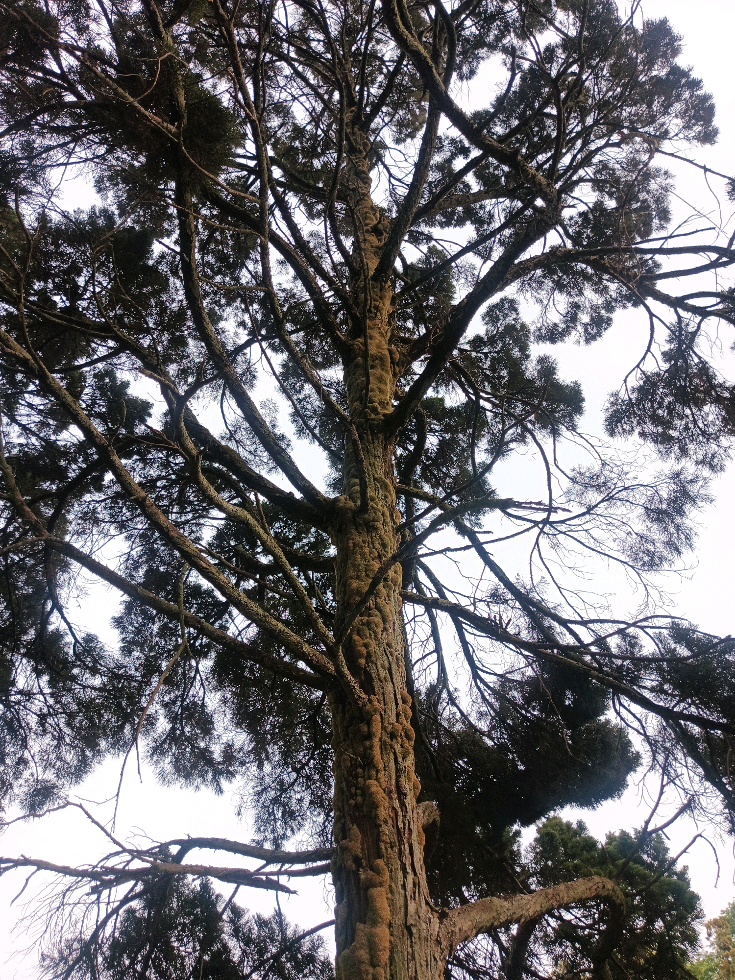 This image shows a close-up, low-angle view of the trunk and branches of a large, old tree, likely a conifer, against a pale sky. The bark of the trunk is rough and textured, with patches of moss or lichen in shades of green and brown. The branches are numerous and spread out, some appearing gnarled and twisted. The foliage is dense in some areas, creating dark silhouettes against the bright sky, while other parts of the branches are bare or sparsely leaved. The lighting suggests an overcast day. The image does not contain any people, actions, or interactions. This tree is located in Bandung City, Indonesia.