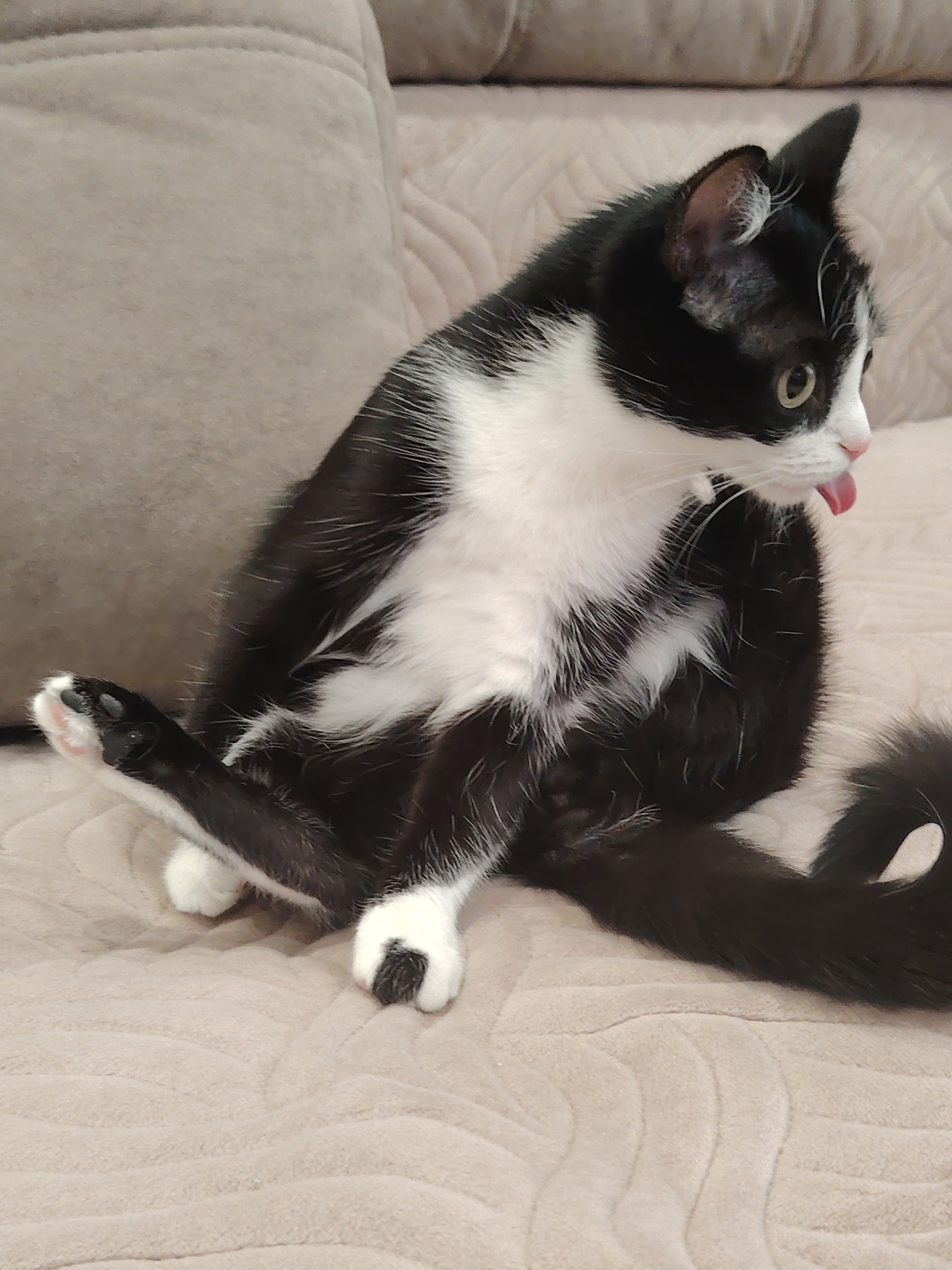 A black and white cat sits on a beige couch, seemingly grooming itself. The cat is in a sitting position, with one hind leg extended and the other tucked in. Its tongue is sticking out. The background consists of the couch's fabric, with subtle textured patterns. The location is Unknown, Unknown.