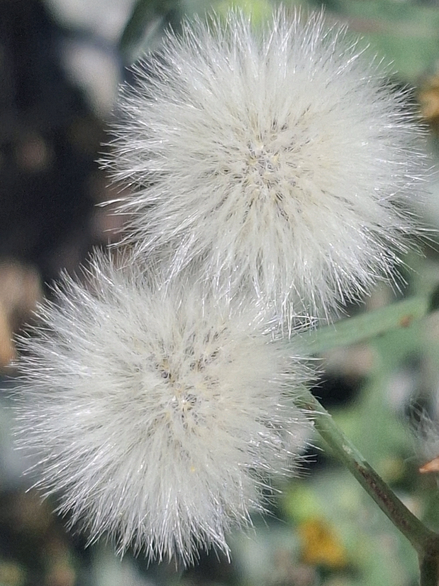 The image shows two white, fluffy seed heads of a plant, possibly a dandelion or a similar species. The seed heads are round and covered in delicate, feathery filaments, giving them a cotton-like appearance. One seed head is positioned slightly above and to the right of the other. The background is blurred, with hints of green foliage and dark, earthy tones, suggesting an outdoor setting. The lighting appears natural, highlighting the texture of the seed heads. The scene is devoid of any human presence or identifiable man-made structures. Without further information or context, it is not possible to determine the specific location within Almaty, Kazakhstan, or any details regarding people, actions, or interactions.