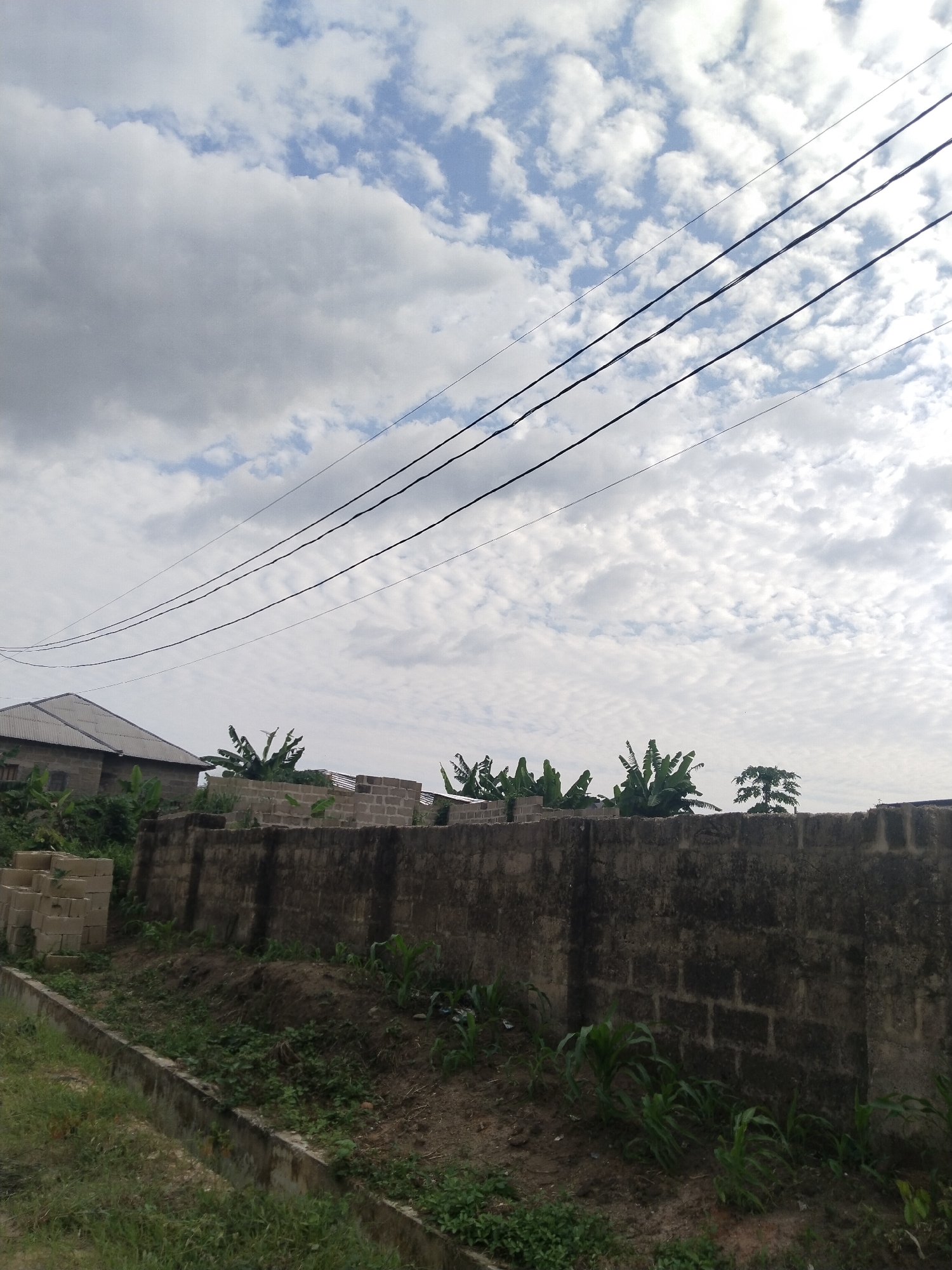 The image presents a view in Uyo, Nigeria. A grey brick wall dominates the midground, with patches of moss or moisture staining its surface. In front of the wall, there is a strip of bare earth, with sparse greenery and young corn stalks emerging. A concrete drainage ditch runs along the near edge of the frame, bordered by grass.
Behind the wall, unfinished brick structures are visible, along with banana plants. A grey-roofed building appears in the background to the left. Three electrical lines run across the upper portion of the image, set against a backdrop of a bright, cloudy sky.