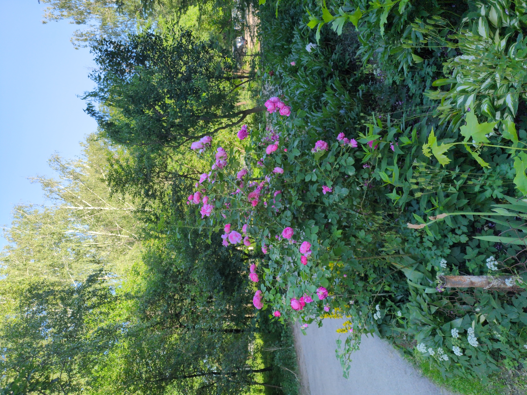 The image shows a garden with a variety of plants, including a large bush of pink roses in the center. The roses are in full bloom and have multiple layers of petals. Surrounding the rose bush are various other plants with green leaves and some smaller white flowers. A paved path is visible on the left side of the image, curving into the background. In the background, there are tall trees with green foliage and a bright blue sky above. The scene appears to be a well-maintained garden in a park or a residential area. There are no people or animals visible in the image. The overall impression is one of a serene and natural setting.