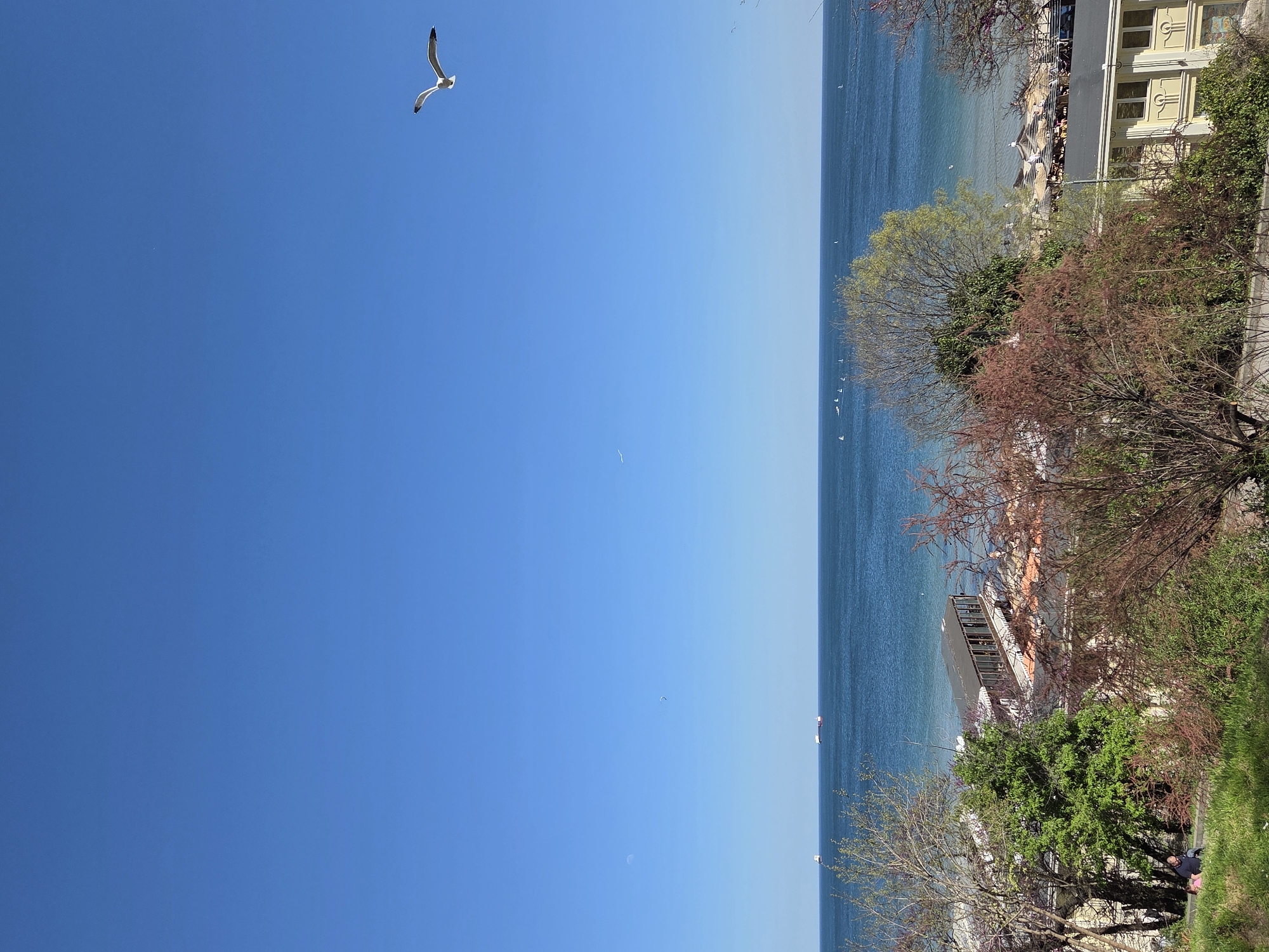 The image shows a view of the Black Sea from Varna, Bulgaria. Clear blue sky occupies most of the frame, with a single seagull in flight. The sea stretches along the right side of the image, with several boats visible in the distance. The shoreline is visible with vegetation and buildings, including a multi-story structure with yellow walls and decorative architectural details. There are trees with varying colors of foliage including green, reddish-brown, and bare branches. The image appears to be taken from an elevated position, possibly a park or hillside overlooking the sea.
