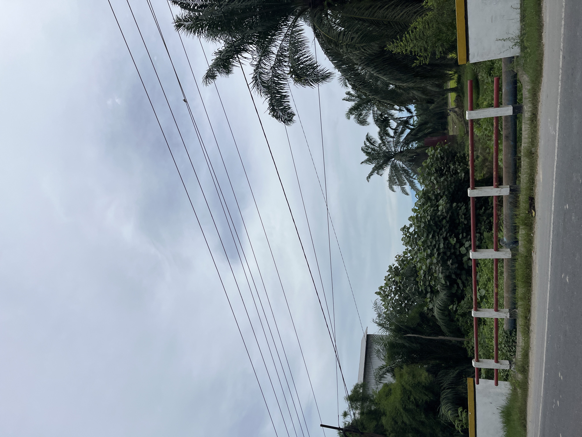 The image depicts a roadside view with lush vegetation and a cloudy sky. In the foreground, a paved road runs horizontally. Adjacent to the road is a low white wall with a red railing and yellow trim. Beyond the wall, dense green foliage and trees, including palm trees, are visible. A corrugated metal building with a sloped roof is partially obscured by trees on the left side of the image. Several utility wires crisscross the sky, with one thin wire near the top right of the frame appearing to have a small bird perched on it. The overall environment suggests a tropical or subtropical location.