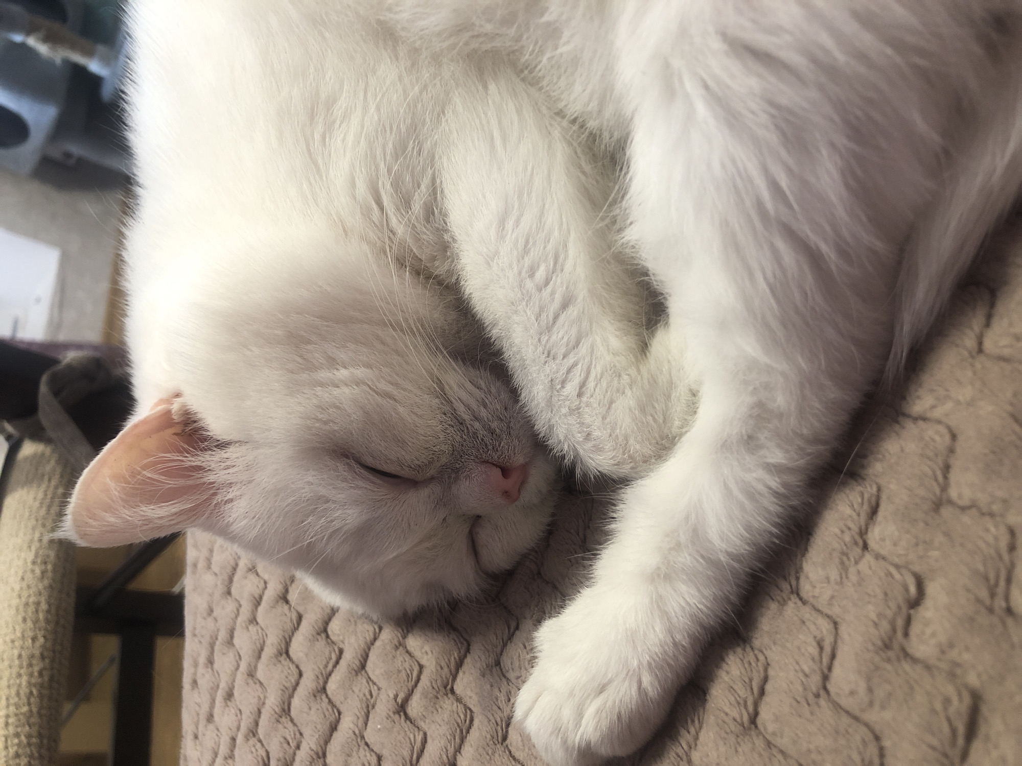 This is a close-up, eye-level shot of a white cat curled up asleep. The cat is resting on a textured, beige blanket or mat. The cat's fur is thick and appears soft, with some areas showing a slight greyish tint, particularly around its face. Its eyes are closed, and its pink nose is visible. One of its paws is tucked close to its face. The background is blurred, showing glimpses of what appears to be a cat tree or furniture, suggesting an indoor domestic setting. The lighting is soft and diffused, possibly indicating indoor lighting or an overcast day. The overall mood is peaceful and serene, conveying a sense of deep sleep and comfort. No text is visible in the image.