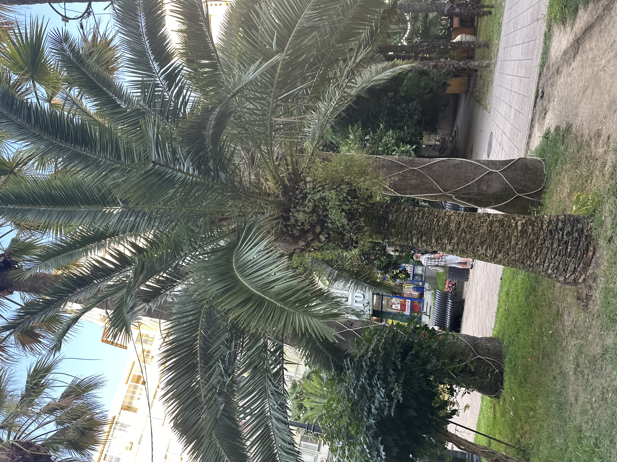 The image depicts a street scene in Sochi, Russia, characterized by lush vegetation and urban elements. In the foreground, a large palm tree with a textured trunk dominates the frame, its fronds extending upwards and to the left. Another palm tree, slightly to the right and further back, is partially visible. A dense green shrub is situated to the left of the foreground palm. Beyond the trees, buildings with light-colored facades are visible, suggesting an urban setting. A sidewalk paved with light-colored rectangular tiles runs through the scene, with a dirt path veering off to the right. A person in a plaid shirt and shorts is walking on the sidewalk, facing away from the camera. Storefronts with Cyrillic signage are visible in the background, one of which appears to be a clothing store with mannequins displaying items. Park benches and trash receptacles are also present along the sidewalk. The overall impression is a vibrant, possibly resort-like, streetscape with a mix of natural and built environments.
