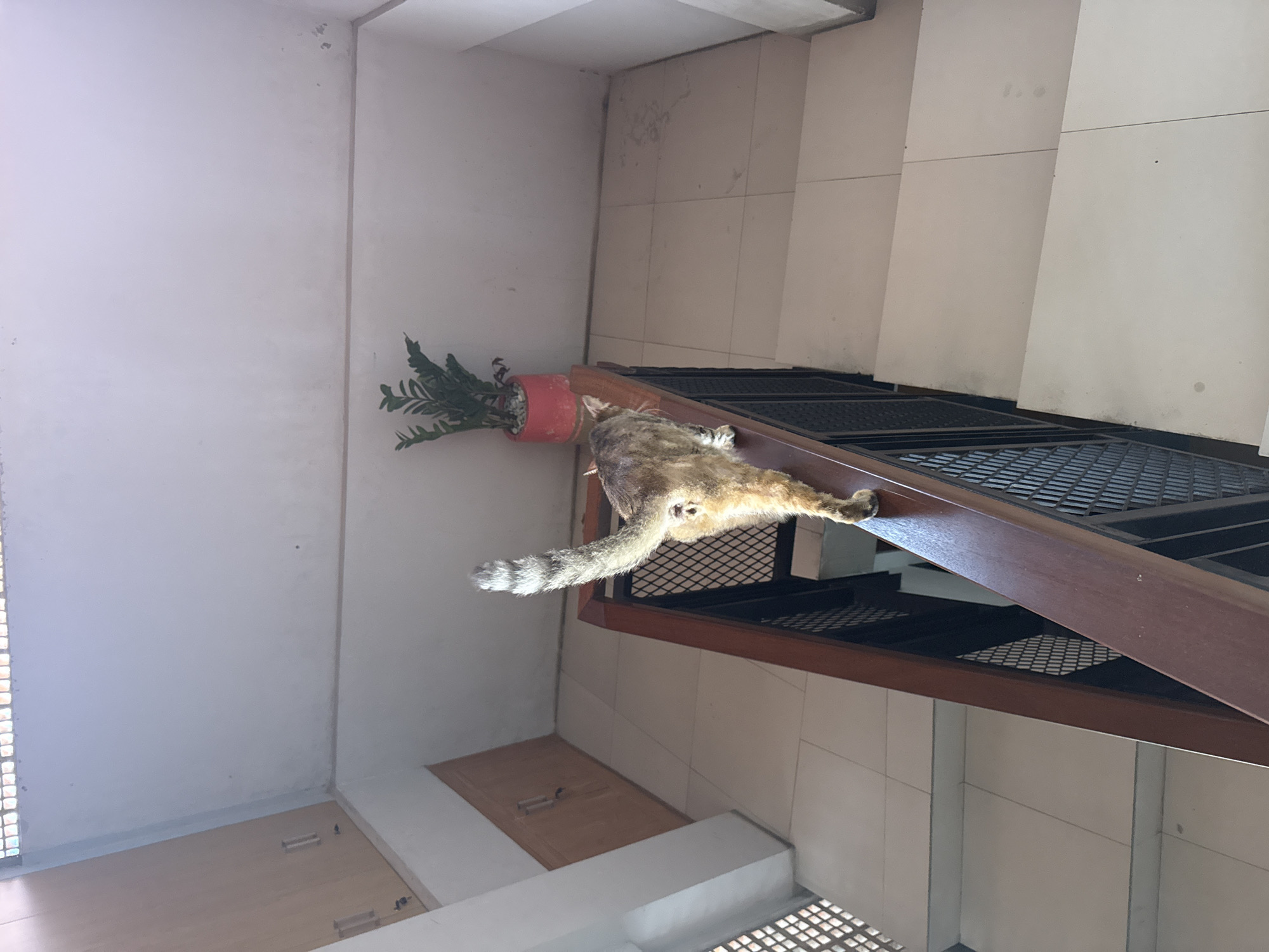 A cat is lying on a metal shelf next to a potted plant indoors. The location appears to be in North Kuta, Indonesia, based on architectural and material features. The cat is tan and brown. The shelf is made of dark metal and has a wood trim on the edge. The pot is red.