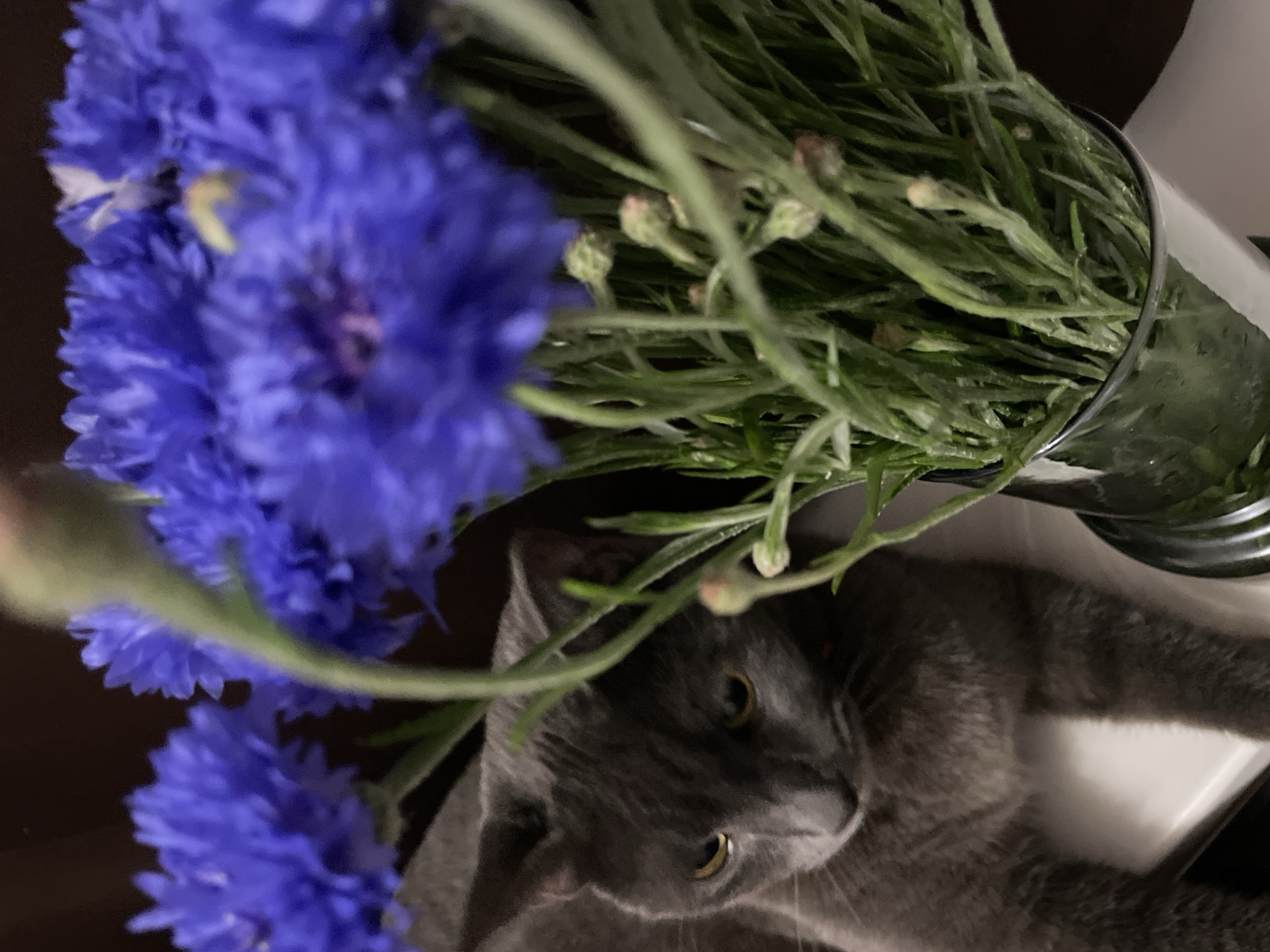 A close-up, vertical, eye-level shot captures a grey cat with yellow eyes looking down and to the left, partially obscured by a vase of vibrant blue cornflowers. The cat is positioned on the left side of the frame, its fur detailed and soft. The cornflowers, in full bloom, dominate the right and upper portions of the image, their petals a rich, textured blue. The stems and buds of the flowers are a vivid green. The vase, made of clear glass, is visible at the bottom right of the frame, filled with water and reflecting some of the surrounding light. The background is dark and out of focus, suggesting an indoor setting, possibly a home. The lighting is soft, highlighting the textures of the cat's fur and the delicate petals of the flowers. The scene is calm and still. The image does not provide any information about the location in the city of Sochi, Russia.