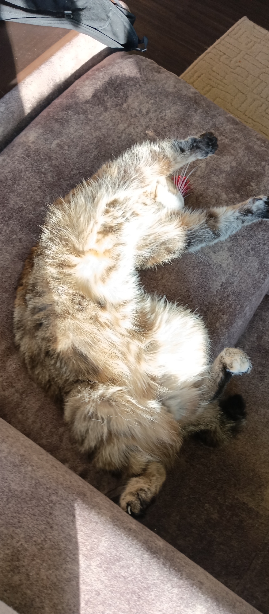 A cat is lying on its back on a brown couch. The cat has a mix of brown, white, and black fur. The cat's paws are in the air, and its belly is exposed. A patch of sunlight illuminates the cat's stomach. A black bag is visible in the upper left corner of the image, and a tan rug can be seen in the upper right corner. The cat is indoors, and the environment seems to be a living room or lounge area.