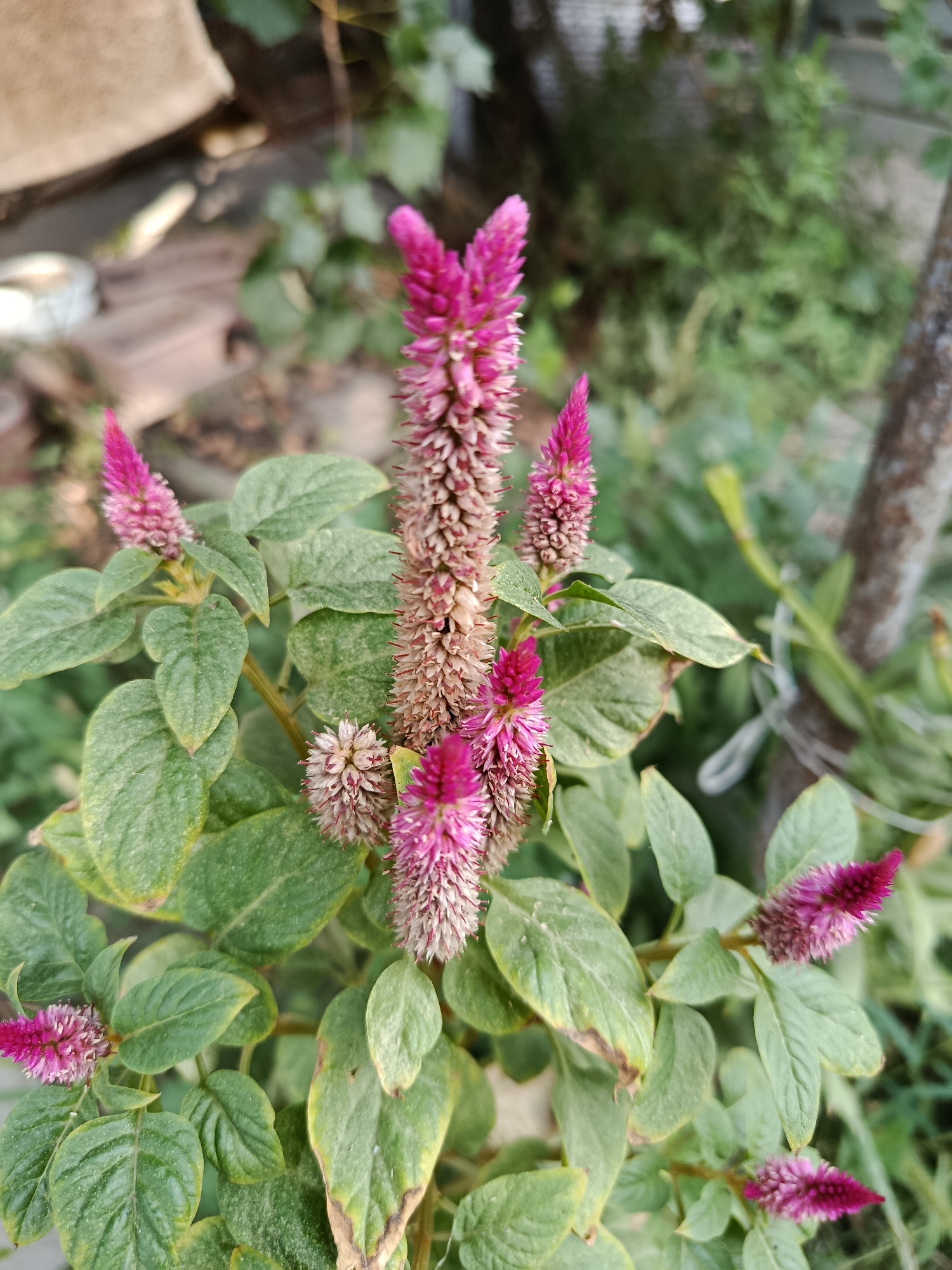 A close-up, high-angle shot captures a cluster of Cockscomb flowers in bloom, their distinctive velvety, plume-like structures displaying shades of pink and beige. The flowers are interspersed with lush, green foliage, some leaves exhibiting slight browning at the edges. The background is softly blurred, hinting at a natural, outdoor environment with hints of other vegetation and a rough, textured surface, possibly a wall or wooden structure. The image appears to be taken outdoors, likely in a garden or natural setting within the city of Karasu, Kazakhstan, where such flora might be cultivated. No people or discernible human activity are present.