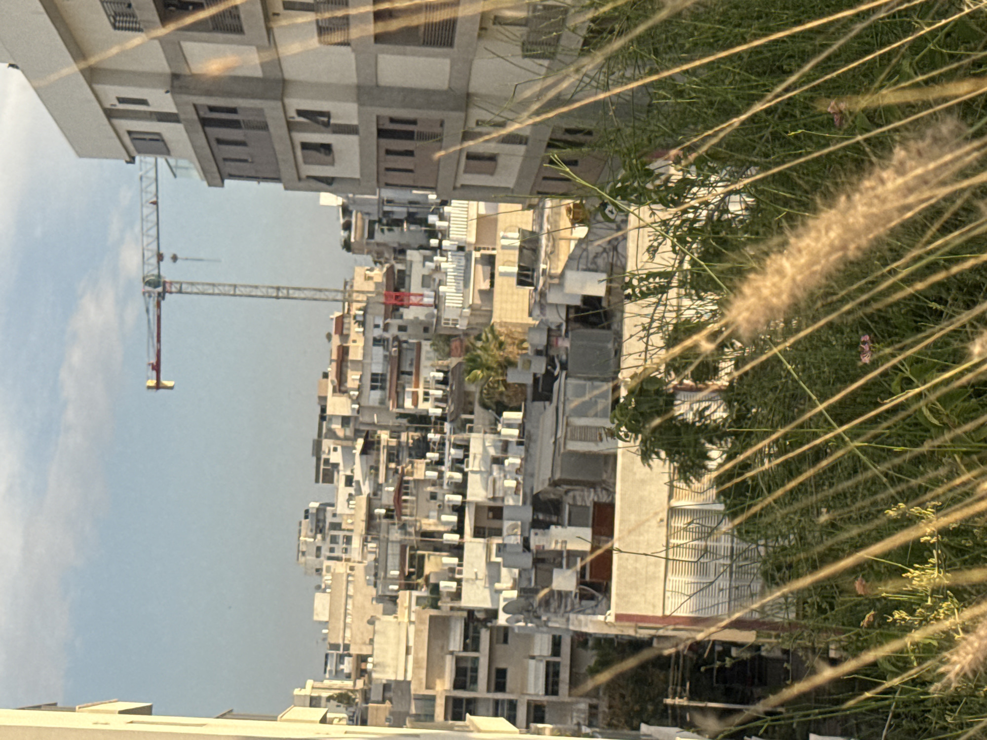 This image captures a vibrant urban landscape in Ramat Gan, Israel, under a bright, clear daytime sky. The scene is characterized by dense architectural development and ongoing construction, framed by natural elements in the foreground.
In the immediate foreground, a significant portion of the right side is filled with out-of-focus green foliage and tall, wispy, light-brown feathery seed heads, possibly from pampas grass or similar plants. These foreground elements suggest the photograph was taken from a vantage point, looking across a natural or unkempt area towards the city.
The midground and background are dominated by a multitude of multi-story buildings, packed closely together, reflecting a dense urban environment. These structures display a mix of modern architectural styles, primarily in shades of white, beige, and light grey, with visible windows, balconies, and occasional satellite dishes. Several buildings appear to be new or under construction, indicated by their clean lines and potentially unfinished sections visible in the detailed crops. A prominent red and white tower crane stands tall on the left side of the frame, extending high above the buildings into the sky, serving as a clear indicator of active construction and urban development.
The sky is a clear, light blue with only faint hints of clouds, suggesting sunny weather. The lighting is bright and natural, illuminating the buildings evenly. No people or discernible text are visible in the image. The overall impression conveyed is one of continuous growth and modernization within an active urban setting in Ramat Gan.