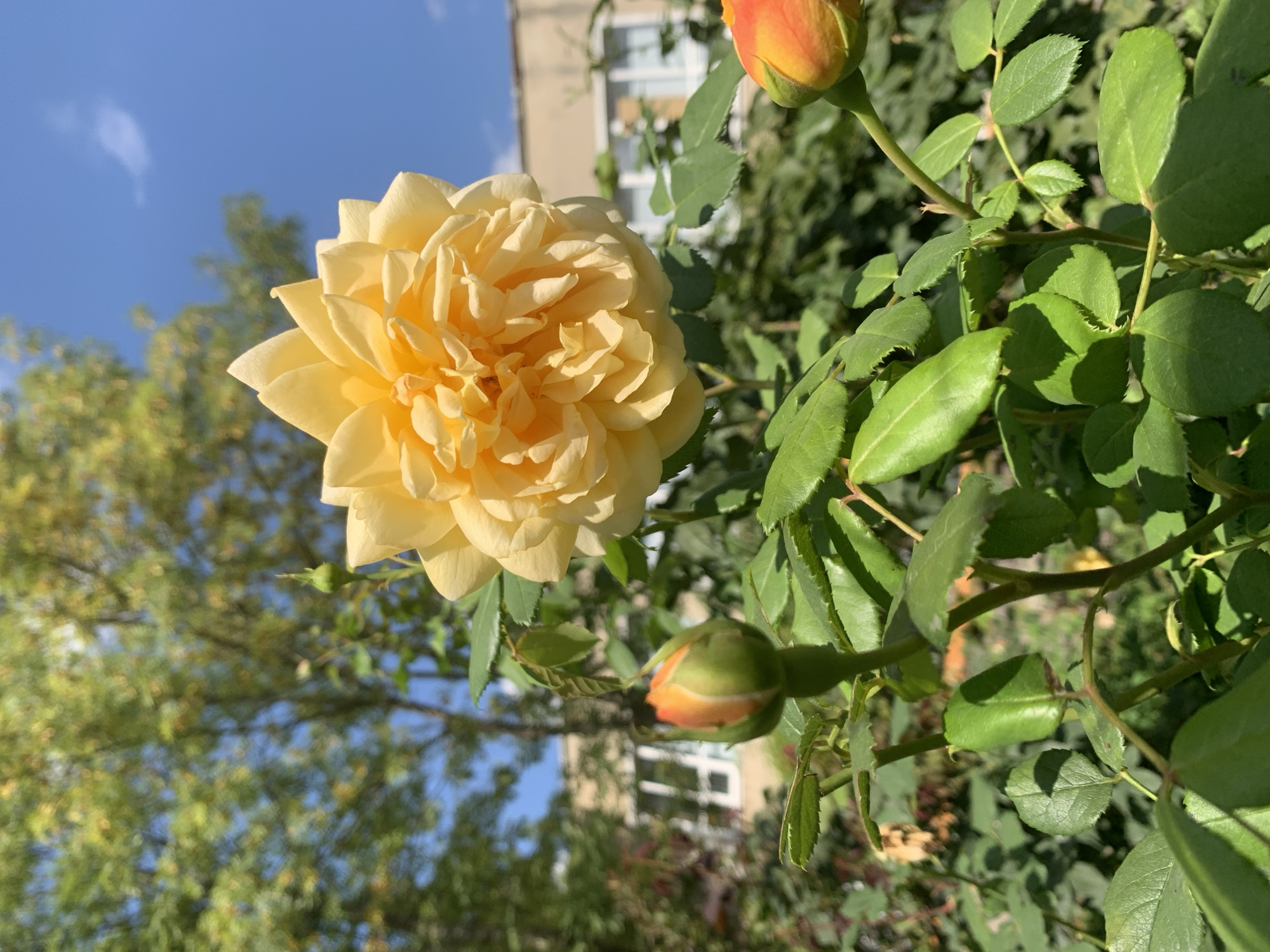 A full-frame, eye-level, outdoor, sunny day, close-up shot features a vibrant yellow rose in bloom, dominating the foreground. The rose is multi-petaled and appears to be a David Austin variety due to its ruffled, full appearance. To the left of the main rose, a single rosebud, partially open and showing hints of orange and green, is visible. Another, smaller rosebud, with orange and red hues, is located in the lower right corner. The rose bush has numerous dark green, serrated leaves and thorny stems. In the background, out of focus, is a building with white-framed windows and a light tan facade. Above the building, the lush green foliage of a tree with dappled sunlight filtering through its leaves creates a natural canopy against a clear blue sky with a few wispy clouds. The scene is likely a garden or park setting within the city of Lviv, Ukraine, given the architectural style of the building and the presence of mature trees common in the region. There are no people or animals visible in the image.