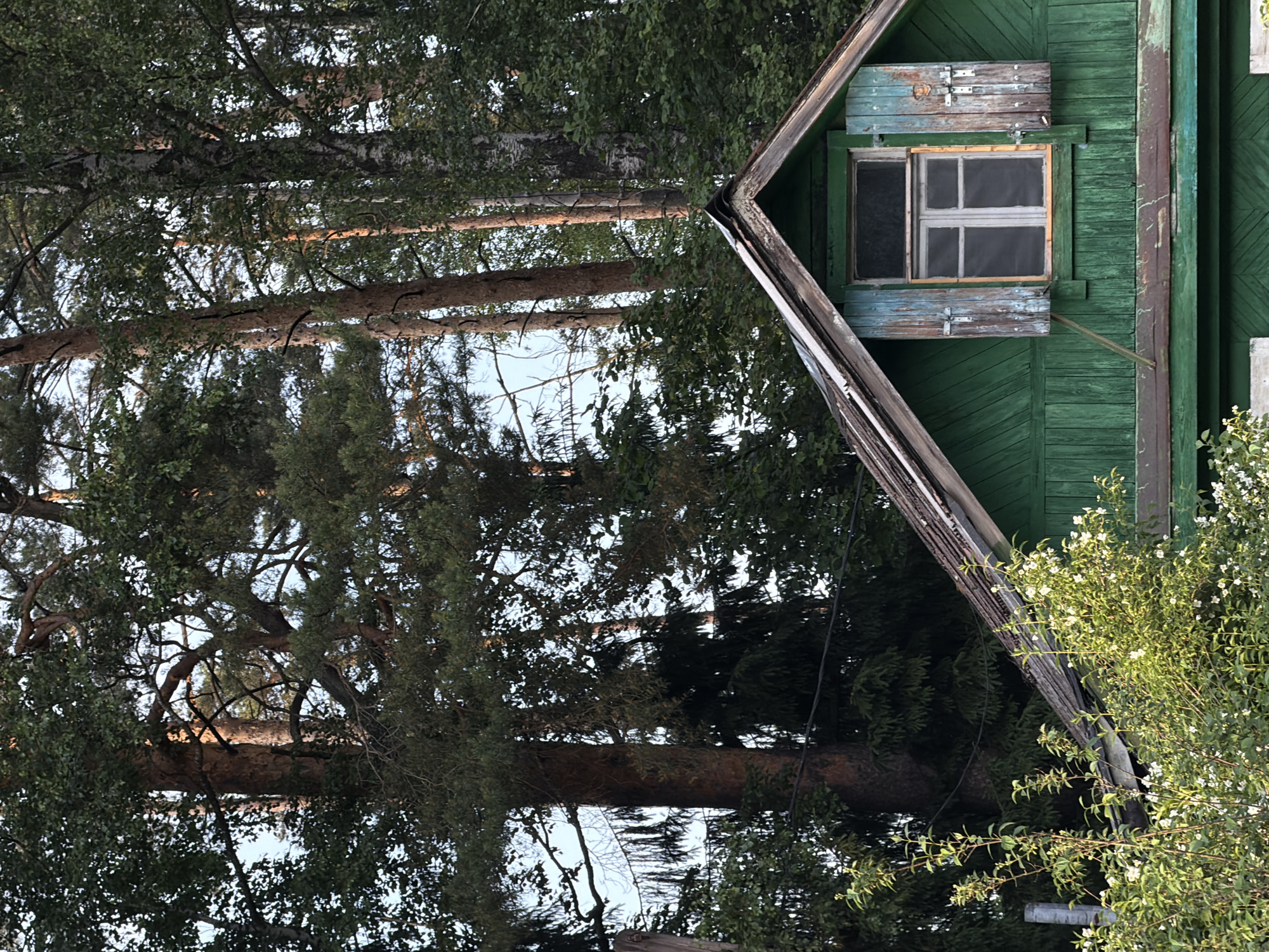 In the foreground of the image, a portion of a green wooden house is visible, featuring a sloping roof with weathered shingles and a single window with blue, peeling shutters. The house is partially obscured by lush green foliage, including flowering bushes with small white blossoms. In the background, a dense forest of tall trees, including pines and birches, dominates the scene, with their branches and leaves creating a natural canopy. The sky, visible in patches through the trees, appears to be a light blue. The overall impression is one of a rustic dwelling nestled within a natural, wooded environment.