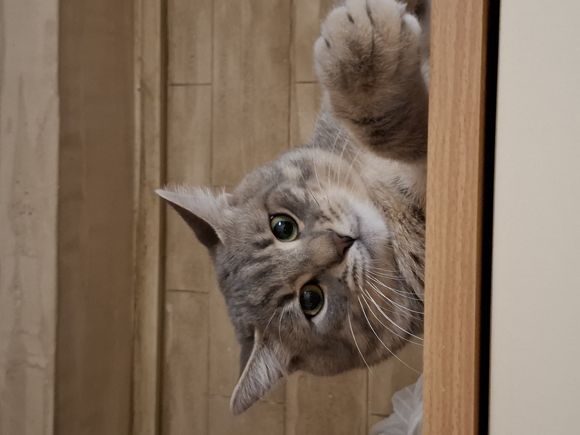 An upside-down grey tabby cat with prominent green eyes and long white whiskers is the central subject of the image. The cat's fur displays a marbled or striped pattern in varying shades of grey. Its head and upper body are visible, peeking from the top-right corner of the frame, looking directly towards the viewer. One of its front paws is raised and bent, showing its paw pads, as if reaching out or playing.
The cat appears curious and playful, with its wide-open eyes conveying engagement. The background on the left and behind the cat consists of vertically oriented wooden panels or planks, suggesting an indoor setting like a wall or a door. On the right side of the image, a light brown wooden door frame or trim is visible, bordering a light beige or off-white wall or door surface. A small portion of what appears to be a crumpled clear plastic bag is faintly visible near the cat's chin. The lighting suggests an indoor environment, but the time of day is not discernible. There is no visible text in the image.