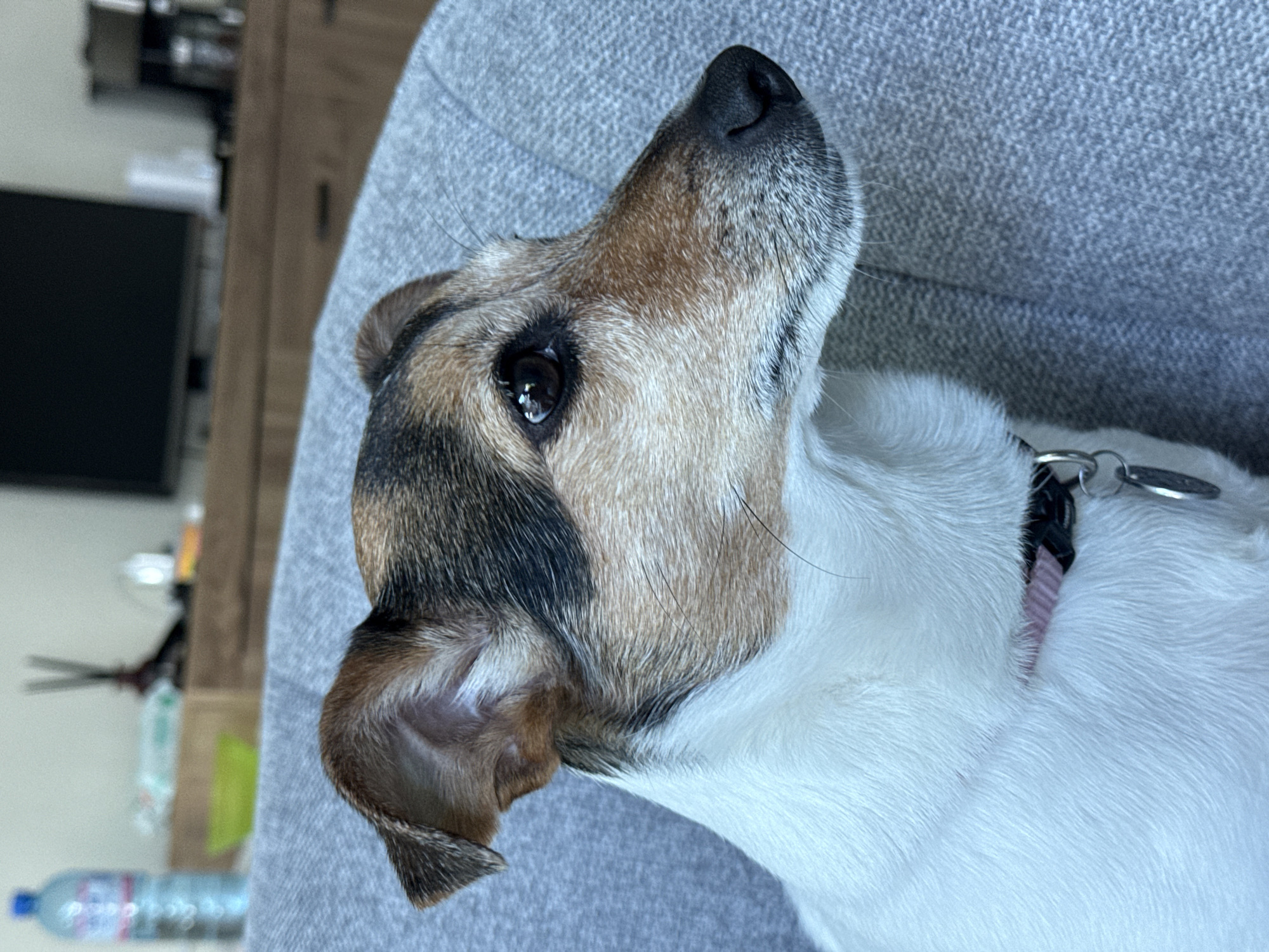 A close-up, eye-level shot depicts a Jack Russell Terrier dog resting its head on a gray textile surface, likely a person's lap or furniture. The dog has a predominantly white body with brown and black markings on its head and ears. A black collar with a silver tag is visible around the dog's neck. The dog is looking upward and to the right. In the background, there is a blurred image of a wooden cabinet, a television, a bottle of water and a pair of scissors. There are no people in the shot. The location is unknown and cannot be deduced from the image.