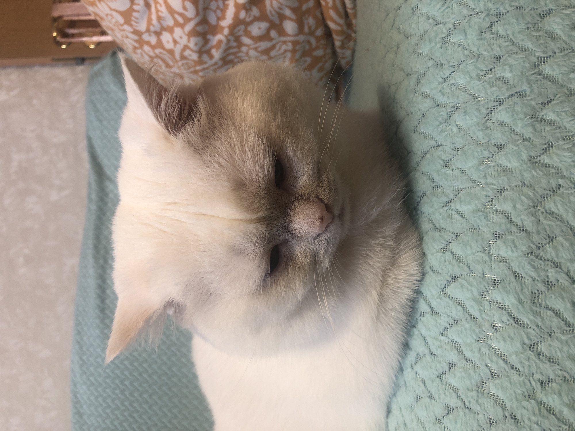 A close-up shot shows a light-colored cat with blue eyes and grey markings on its face resting on a teal-colored textured blanket. The cat is looking down and to the right. In the background, a wall with textured wallpaper and a pillow with a patterned design are visible. The overall setting appears to be a comfortable indoor environment.