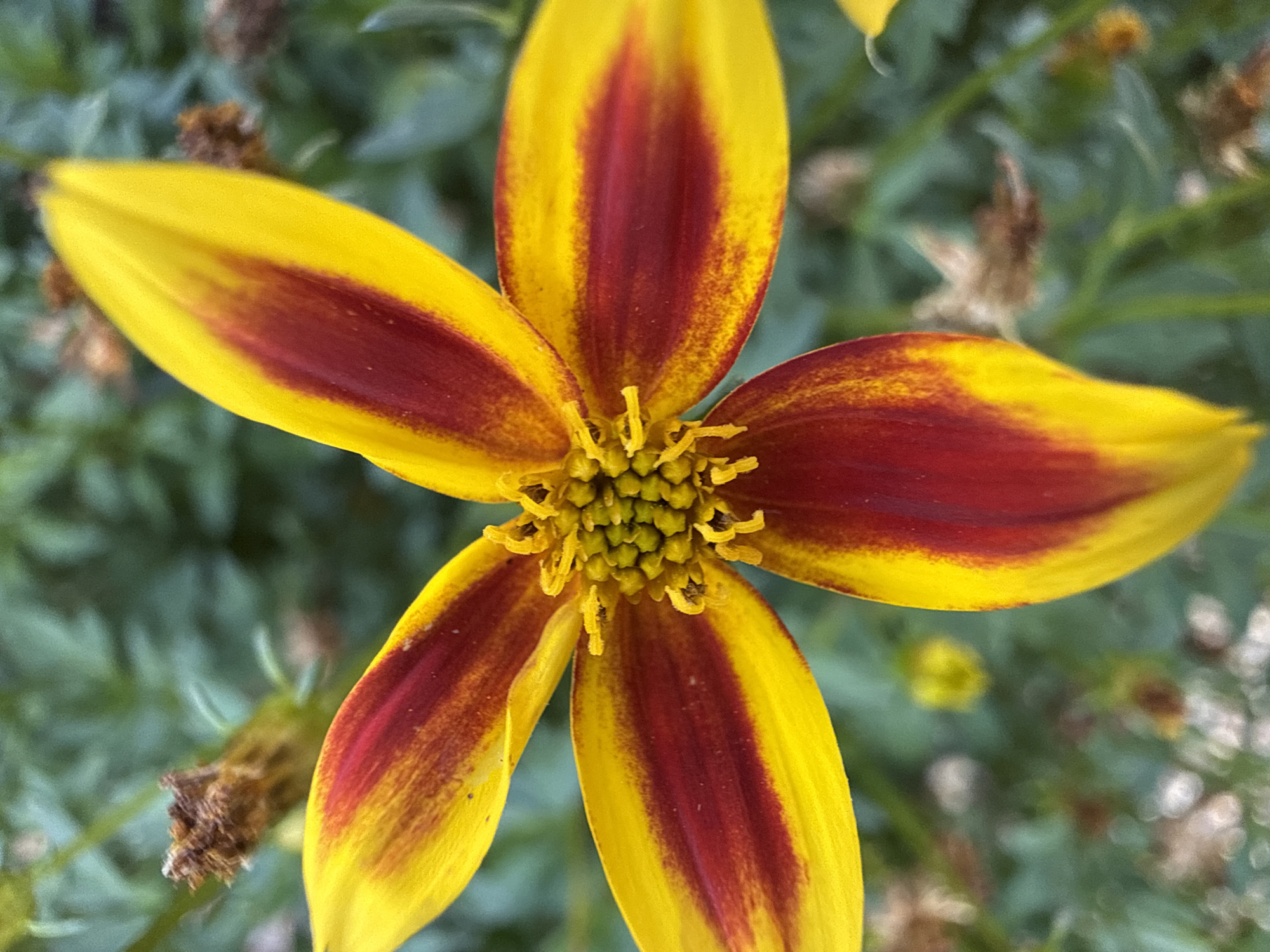A close-up, overhead, outdoor, natural light photograph shows a bi-colored flower with yellow petals that have a prominent, central red stripe. The flower's center is a cluster of yellow stamens. The background is a soft-focus blur of green foliage and brown plant matter. The image was taken in Alsfeld, Germany.