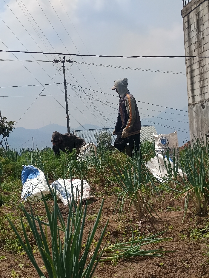 The image depicts an agricultural field on a hillside in Sukatani, Indonesia, under a hazy, partially cloudy sky. In the foreground and midground, rows of green, long-leafed plants, consistent with onions or scallions, grow in brown soil. Several white and blue-and-white woven plastic sacks are distributed among the crops.
A person, dressed in a hooded jacket (grey hood, multi-colored jacket), dark pants, and gloves, walks from right to left through the field. A baseball cap is visible under their hood. Behind this individual, partially obscured by vegetation, a dark, irregularly shaped form, possibly an animal or equipment, is low to the ground.
In the mid-distance, a tall utility pole with numerous overhead power lines dominates the left side. Below the power lines, a structure with a corrugated metal roof is visible. On the far right, an unfinished concrete block structure stands. Distant mountains or hills are visible in the background, appearing hazy under the sky.