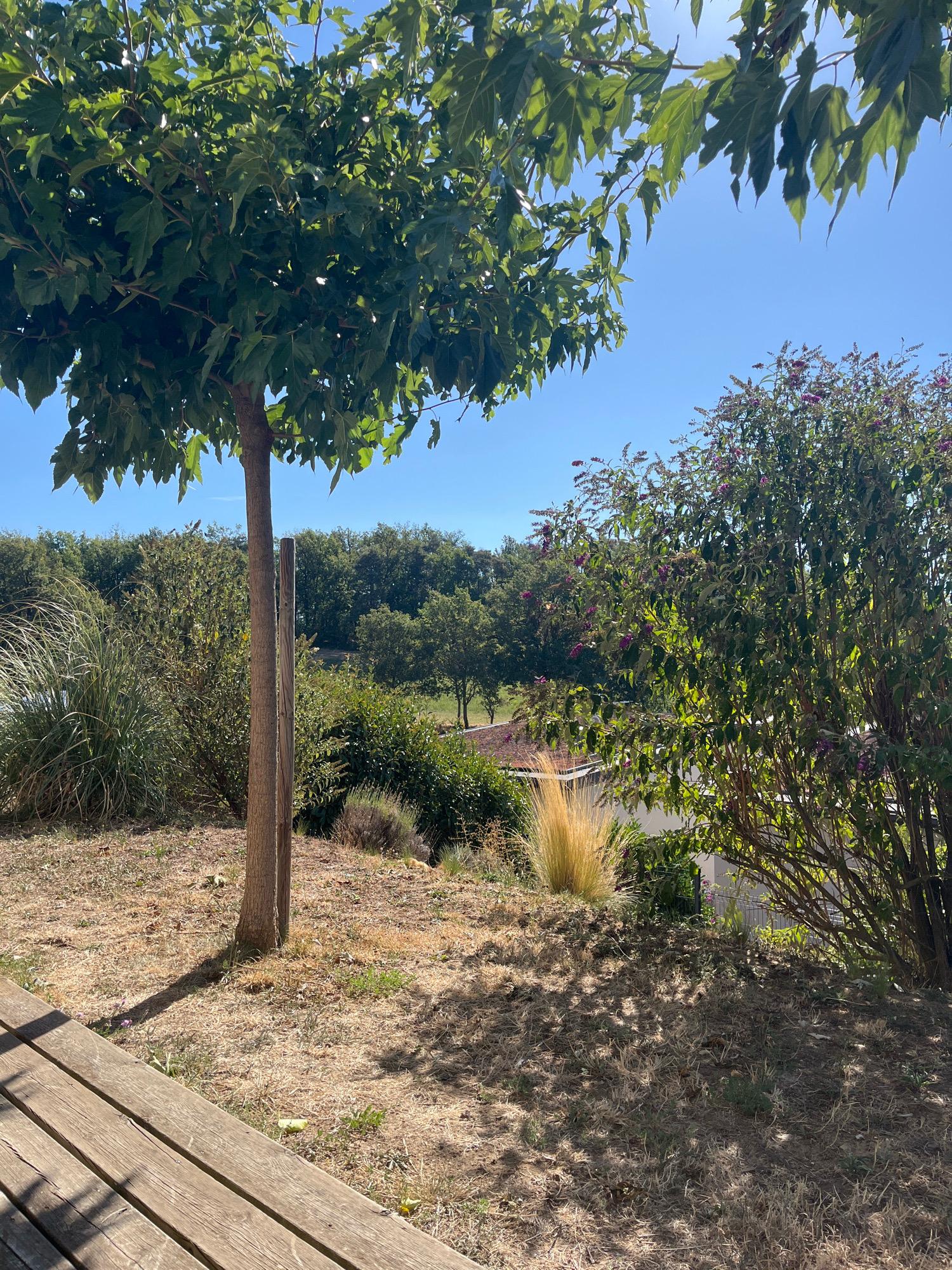 The image shows a sunny outdoor scene on a slightly sloped grassy area. In the foreground, a portion of a wooden bench is visible on the left. The main focus is a young tree with a thin trunk and lush green leaves, supported by a wooden stake. To the right of this tree, a larger bush with purple flowers is prominent. In the background, a dense line of trees forms a backdrop, with a glimpse of a building with a reddish-tiled roof visible through the foliage. The ground is covered with dry grass and scattered patches of green. The sky is clear blue. The scene is likely a garden or park area. This image was captured in Chambœuf, France. There are no people or animals present in the image, and no actions or interactions are depicted.