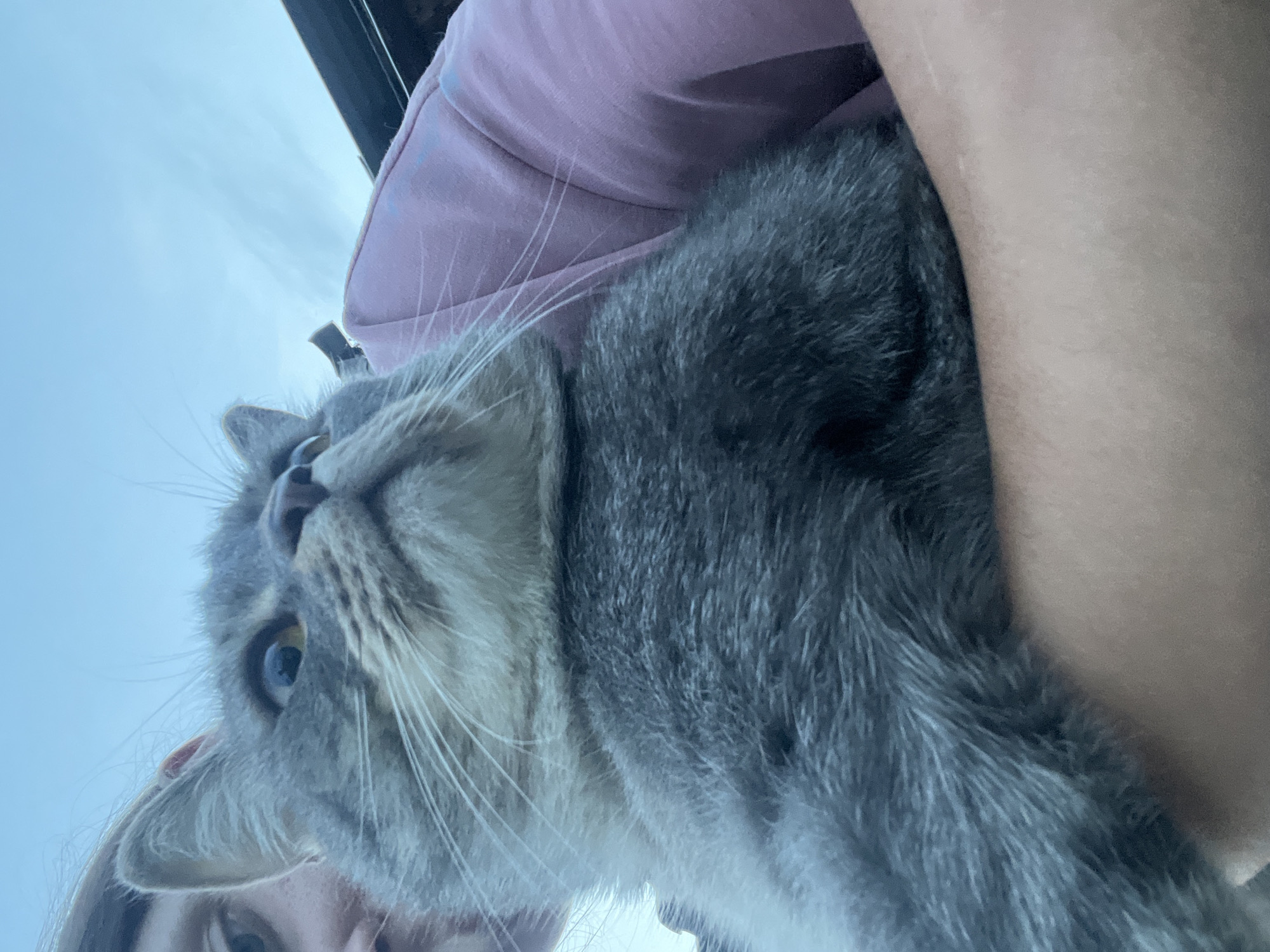 In this close-up, low-angle selfie-style shot, a person is holding a grey cat against a pale blue, slightly cloudy sky. The person's face is partially visible on the left side of the frame, with their eyes looking towards the camera. The cat, a fluffy grey tabby, is held in the crook of the person's arm and chest, with its head tilted upwards and to the right, gazing at something beyond the frame. The cat's fur is detailed, showing varying shades of grey and white. The person is wearing a pink sweatshirt. The background consists solely of the sky, with a dark, indistinct object, possibly a roofline or car roof, visible in the upper right corner. There are no discernible landmarks or architectural features to indicate a specific location within Nizhny Tagil, Russia. The overall lighting suggests it is daytime, possibly late afternoon or early evening due to the soft light and pale sky.