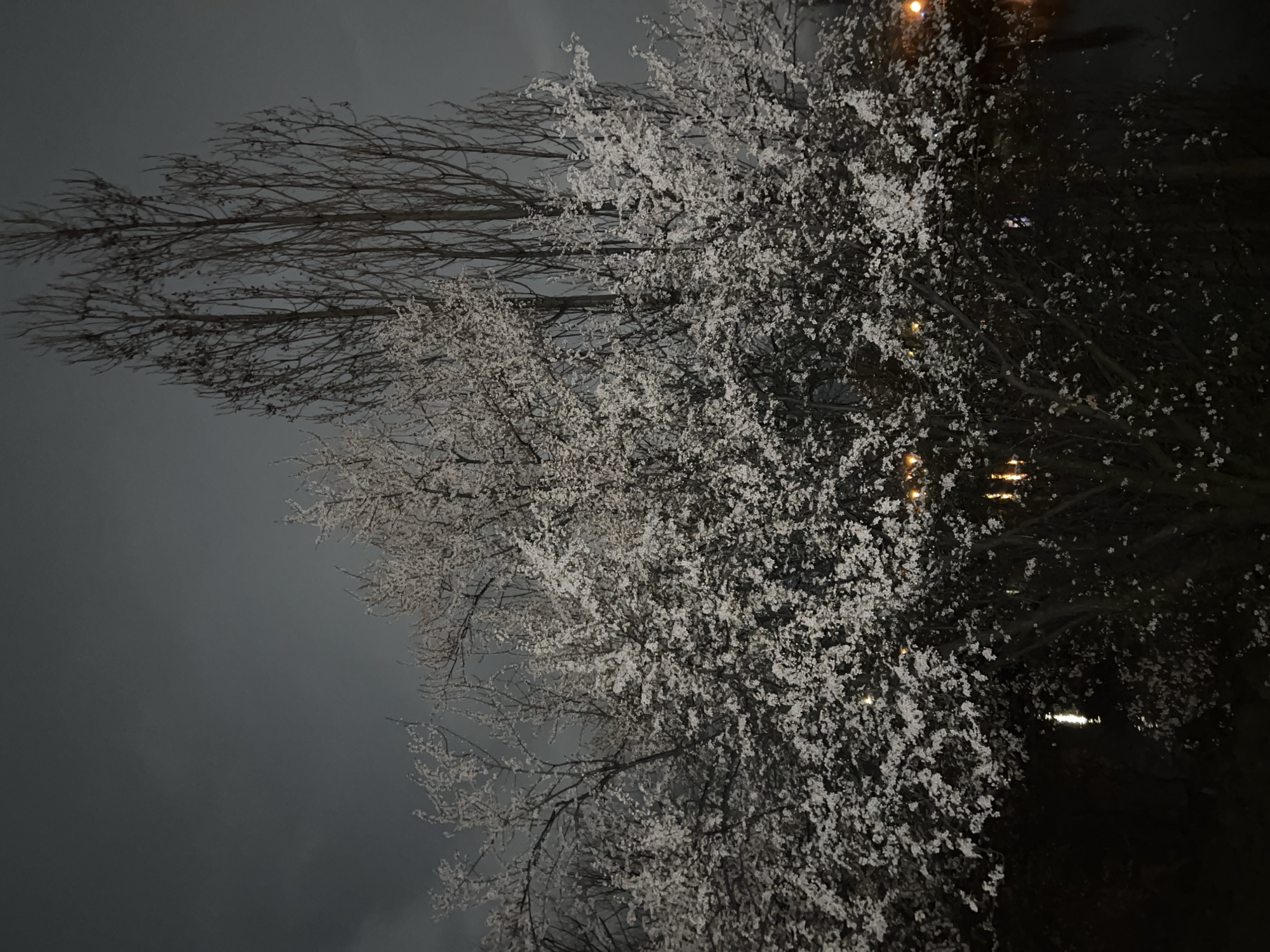 The image shows trees at night in Sofia, Bulgaria. To the left are bare, leafless trees against a dark, overcast sky. To the right are trees covered in white blossoms, possibly cherry trees in bloom. The scene is dimly lit by unseen streetlights.