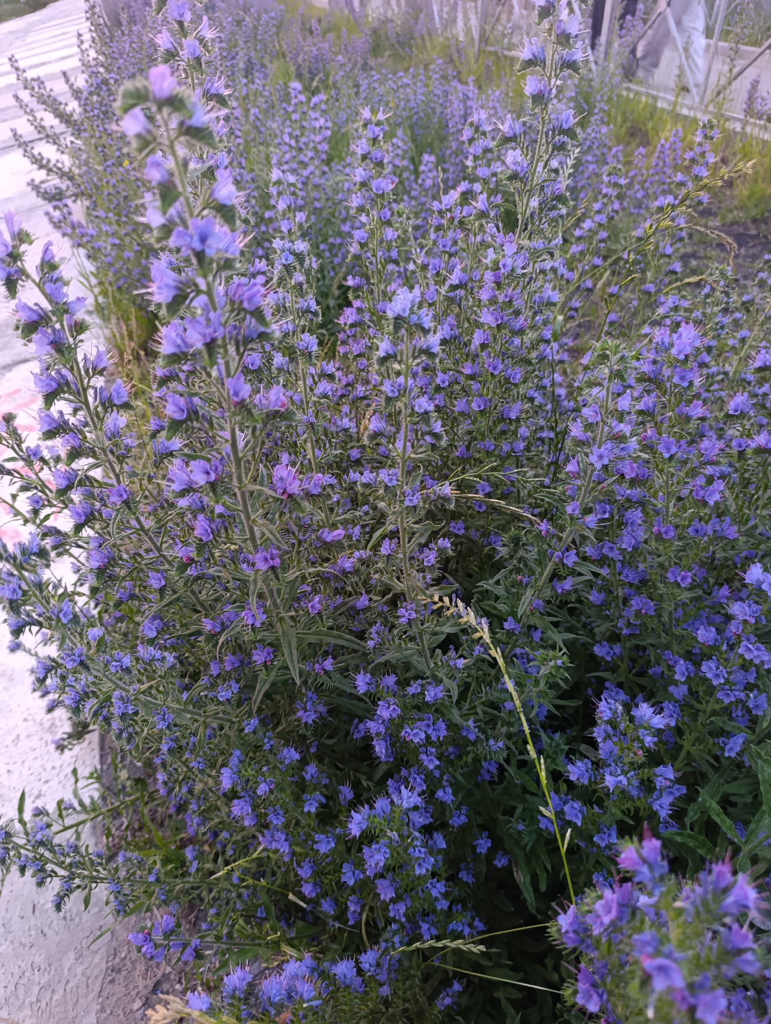 The image displays a dense cluster of vibrant purple flowers with green foliage. The flowers are small and clustered along tall, slender stems. In the background, a blurry white structure and a hint of green grass are visible. There are no people or animals present in the image. The scene appears to be an outdoor garden or natural setting. The location in Penza, Russia is not discernible from the visual information provided in the image.