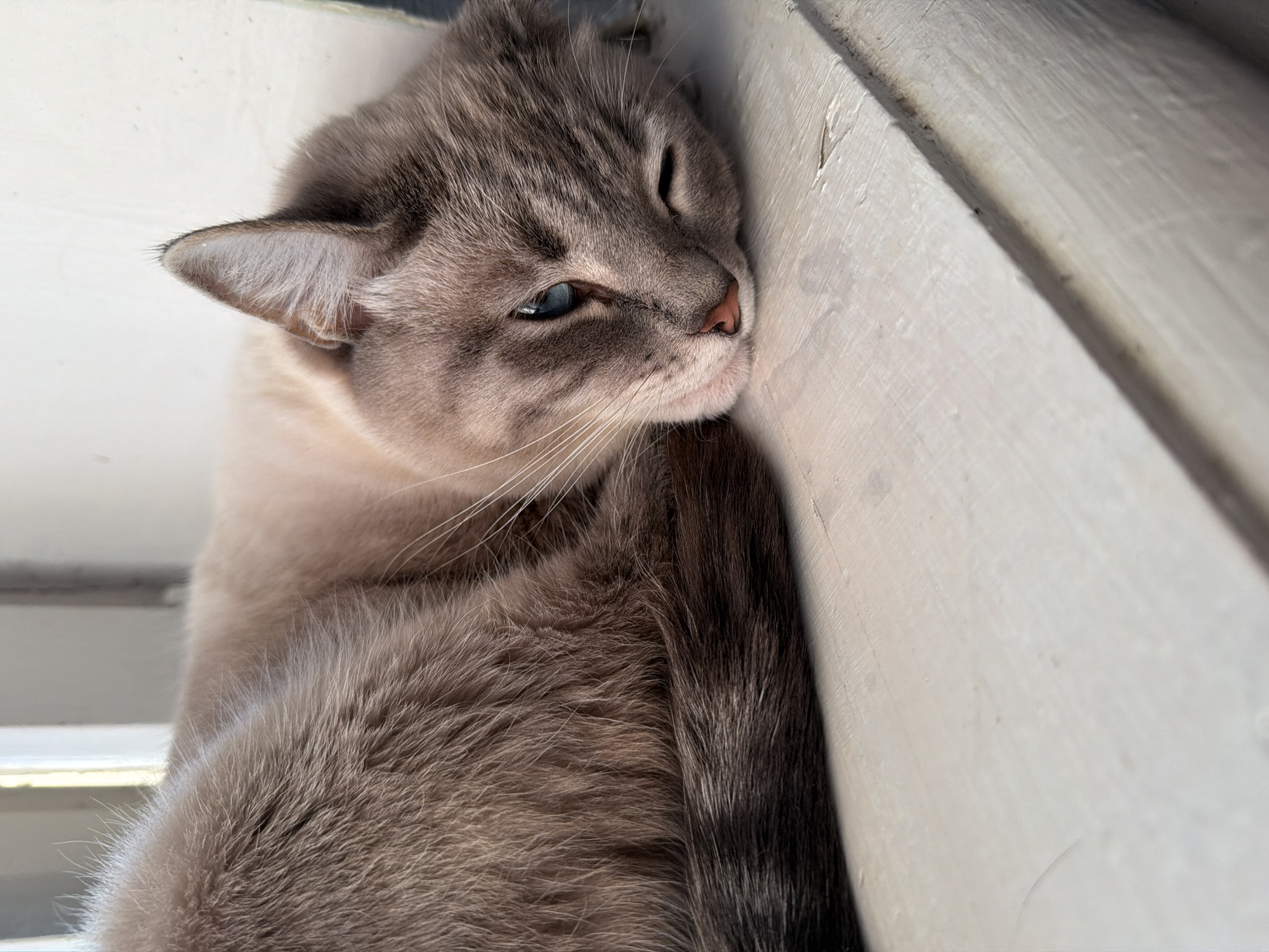 A Siamese cat is resting on a white surface, possibly a windowsill, in what appears to be an indoor setting. The cat is curled up, with its head resting on its paws and one eye slightly open. Its fur is a light cream color with darker points on its ears and tail. The background is blurred, but suggests a window with natural light. The image is a close-up, focusing on the cat's face and body.