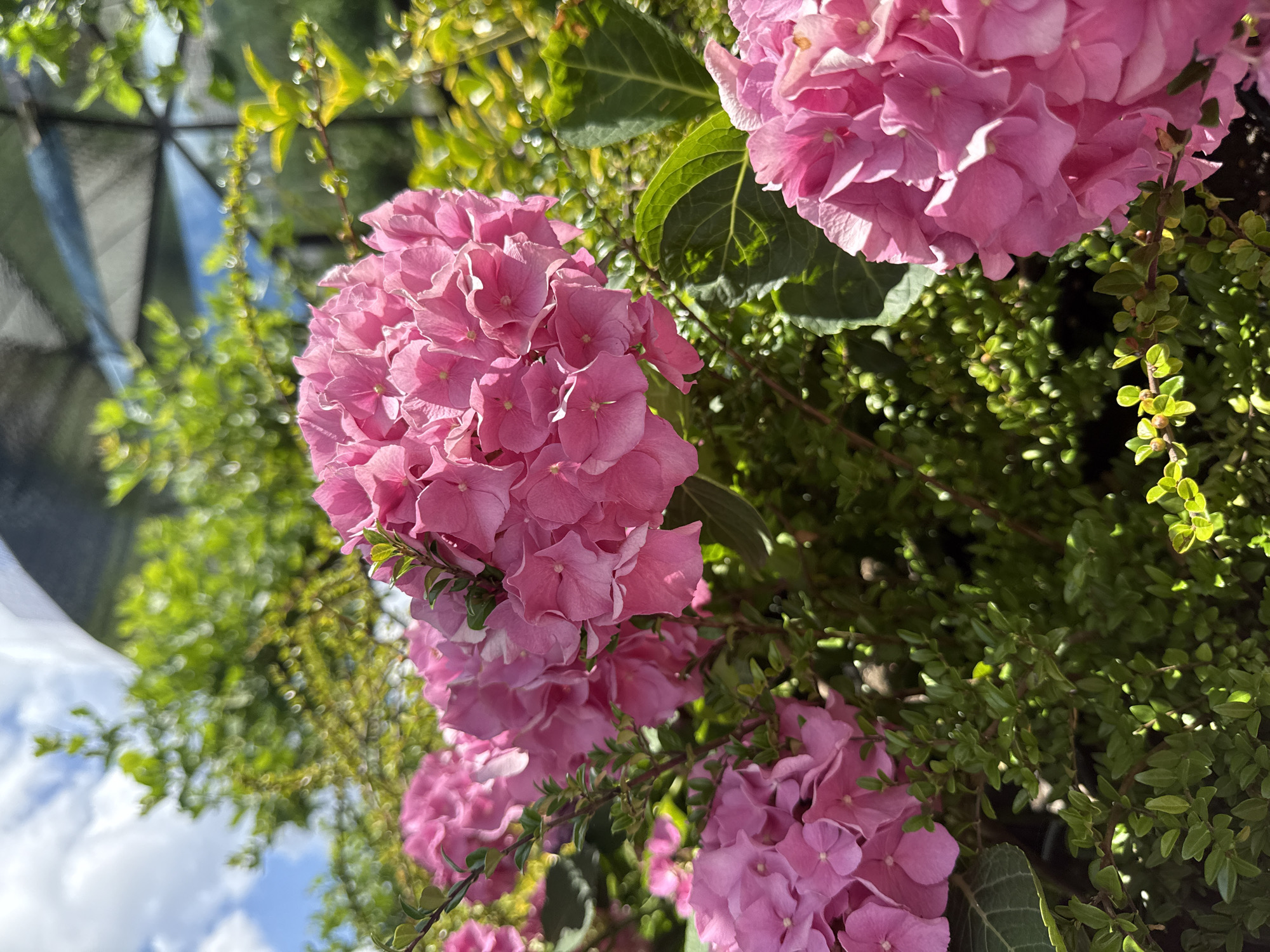 A close-up shot captures several vibrant pink hydrangea blooms set against a backdrop of lush green foliage and a bright blue sky with scattered white clouds. The hydrangeas are in full bloom, with each flower head composed of numerous smaller, delicate petals. The surrounding leaves are a rich green, some in sharp focus and others softly blurred. In the upper portion of the image, a portion of a grey, textured structure, possibly a shade sail or awning, is visible, casting a shadow. The lighting suggests it is daytime, with sunlight illuminating the flowers and leaves, creating highlights and shadows. The scene is outdoors, likely in a garden or park setting, with the natural environment dominating the composition. No people or specific landmarks are identifiable.