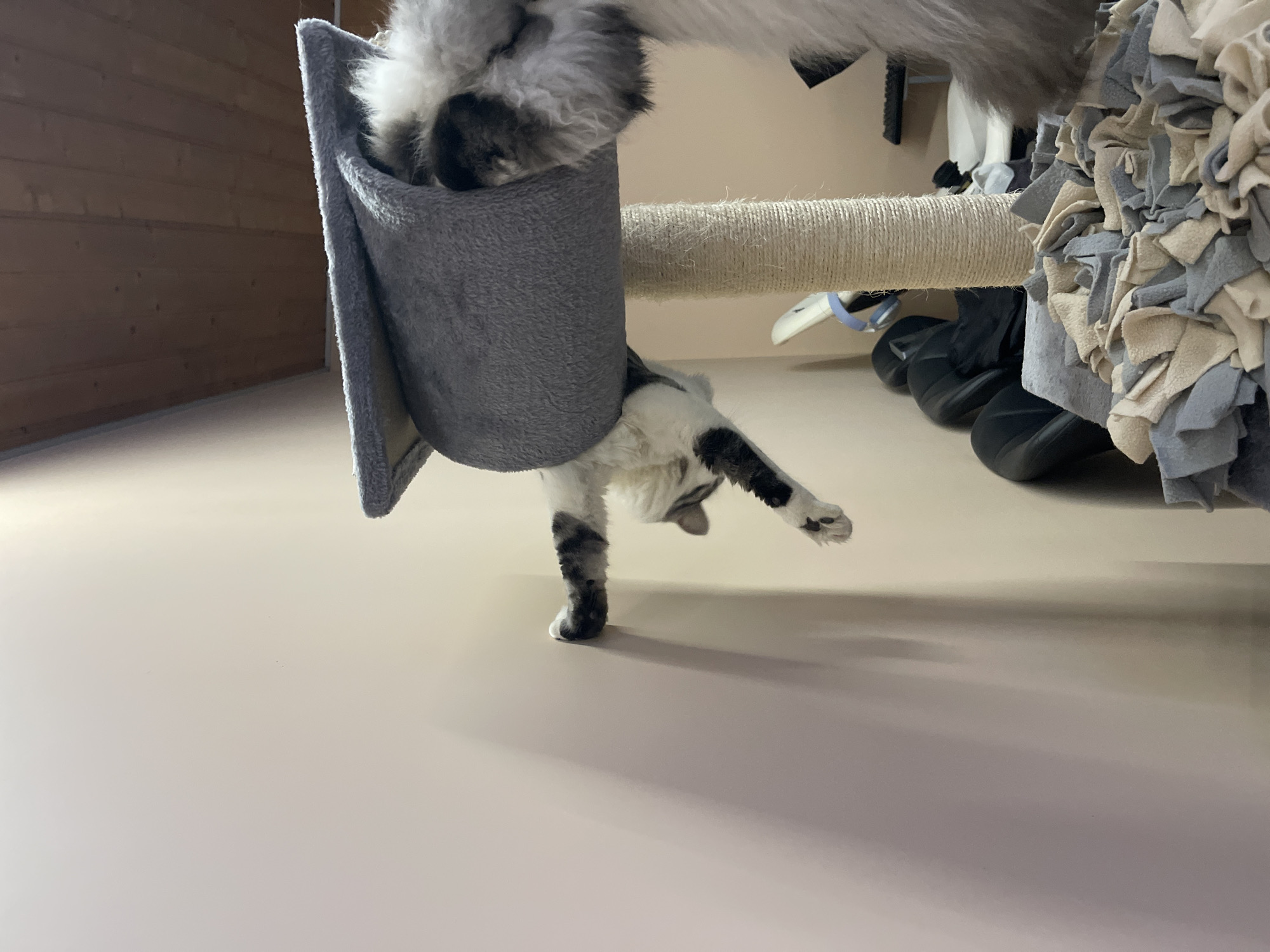 A cat is positioned upside down, partly within a gray hammock attached to a cat tree. The cat's tail and hindquarters are inside the hammock, while its head and one foreleg are hanging out. The cat's body has a mix of gray and white fur. The cat tree has a beige sisal-covered post and fabric scraps in gray and beige tones. Beneath the cat tree, there are several pairs of black shoes. The background includes a light-colored wall and a wooden wall. The location is not explicitly identifiable as Sofia, Bulgaria from the image alone; this information is not discernible from the visual content.