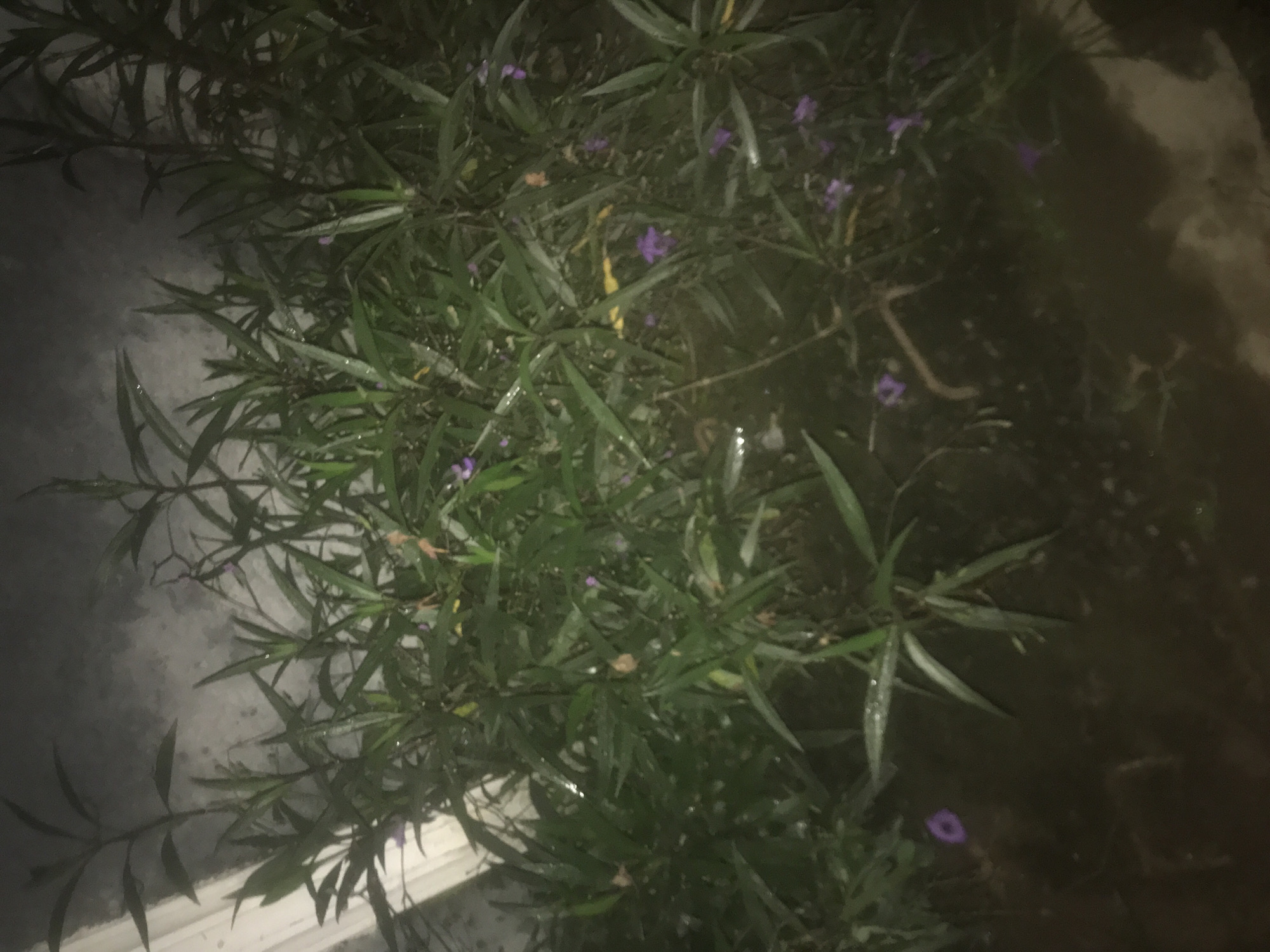 The image depicts a dark, outdoor scene with lush green vegetation, characterized by long, slender leaves and small purple flowers scattered throughout. The plants appear to be growing in a damp or muddy environment, with visible reflections on the ground suggesting the presence of water. A sliver of a white structure, possibly a wall or building, is visible on the left side of the frame. The overall lighting is dim, contributing to a somewhat mysterious and subdued atmosphere.