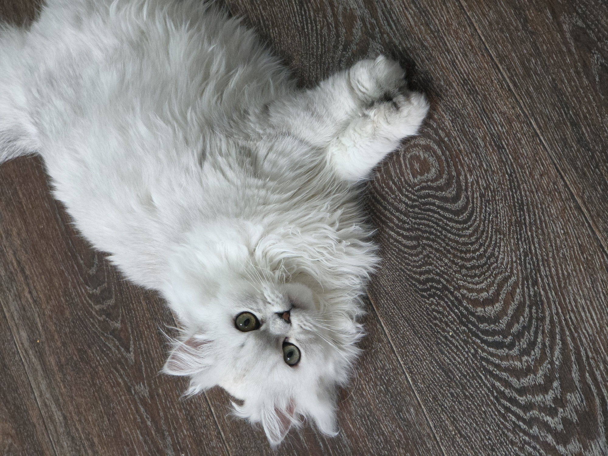 A fluffy white cat with green eyes lies on a dark wooden floor, looking up at the camera. The cat is positioned on its side, with its front paws crossed. The floorboards have a distinct wood grain pattern.