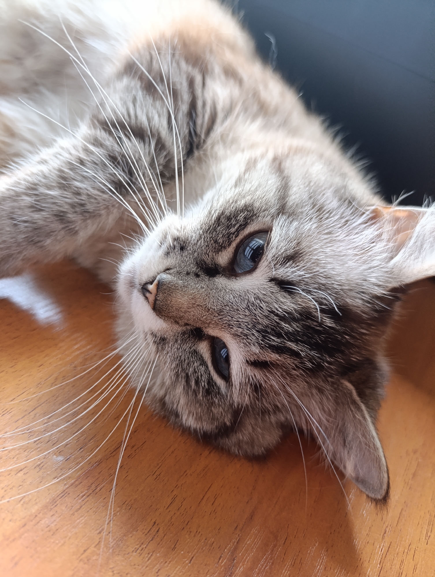 A close-up captures a light grey tabby cat lying on its side on a wooden surface. The cat has blue eyes and long white whiskers. The background is blurry and out of focus, revealing a dark, possibly black, object. The location is unknown.