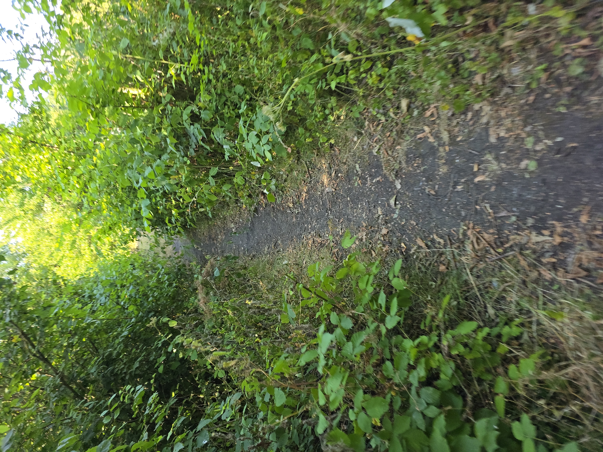 The image depicts a narrow, unpaved path winding through dense green foliage. The path appears to be made of dark soil and scattered with dry leaves and debris. The surrounding vegetation is lush and overgrown, with various types of plants and leaves in shades of green. Sunlight filters through the leaves from the upper left of the frame, suggesting it is daytime, possibly late morning or afternoon. The scene conveys a sense of a natural, perhaps wooded or overgrown, outdoor environment. There are no people or specific objects visible, other than the path itself and the plants. The overall impression is one of a secluded, natural trail. The image is captured from a perspective that looks down and slightly forward along the path.