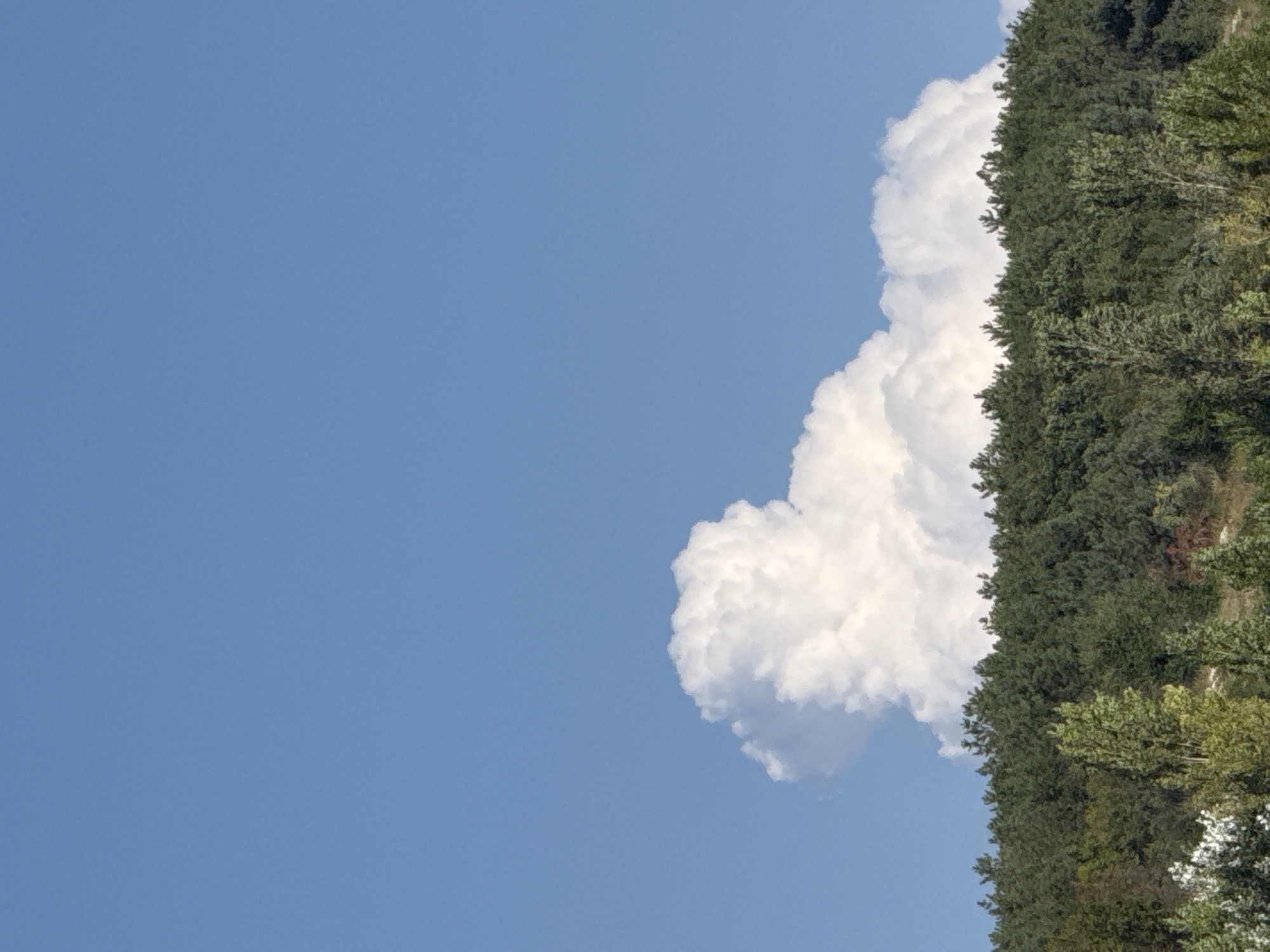 The image displays a bright, clear blue sky dominating the upper portion, with a large, fluffy white cumulus cloud situated in the middle-left section. Below the sky and cloud, a dense line of dark green evergreen trees forms a horizontal band across the frame. The trees appear to be growing on a slight incline. In the foreground, at the bottom of the image, are lighter green deciduous trees and some lighter foliage, suggesting a varied landscape. The scene is devoid of any people or man-made structures, presenting a natural, undeveloped environment that could be found in the rural outskirts of Скалистовское сельское поселение, Ukraine, on a sunny day.