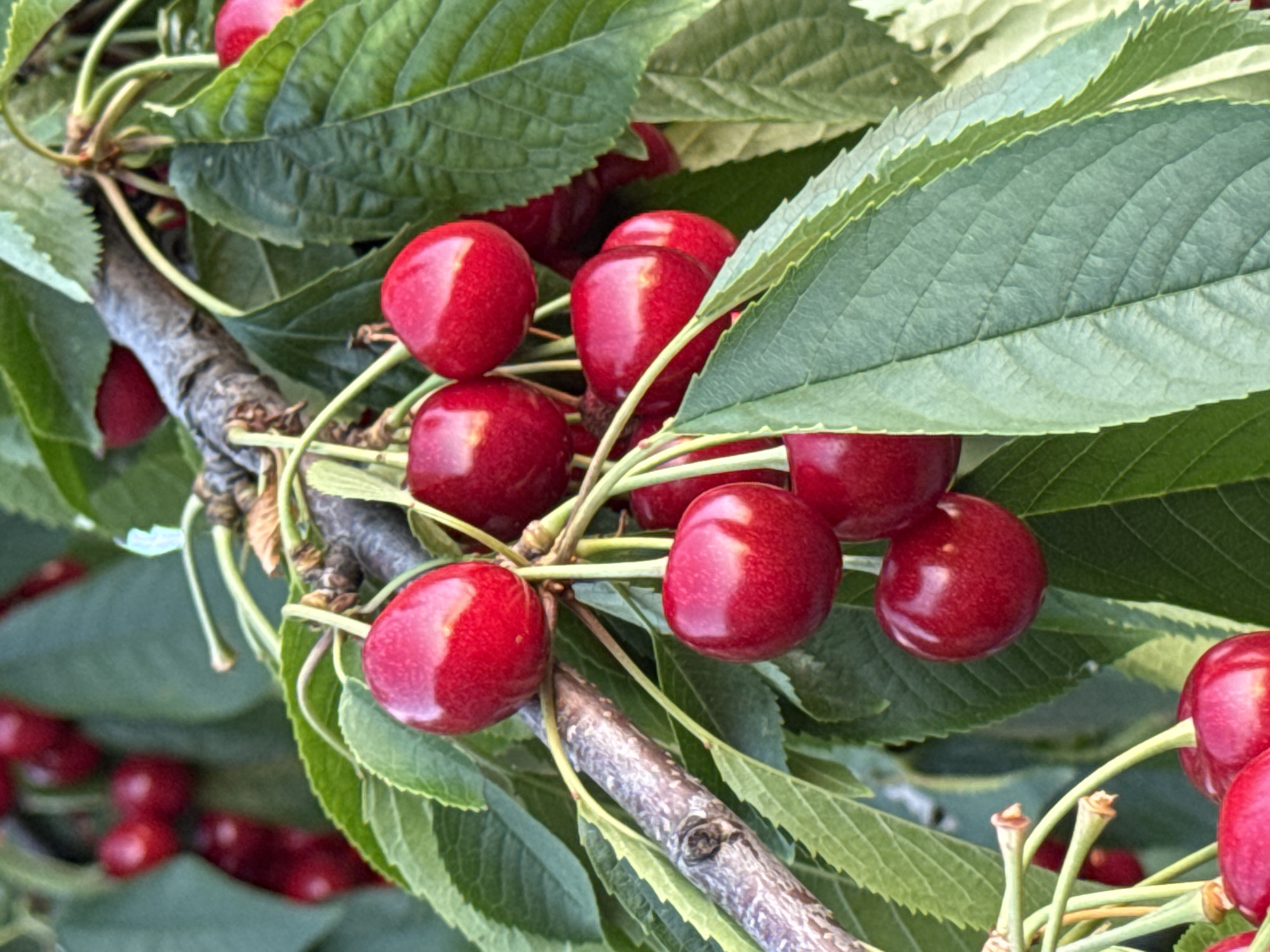 A close-up, low-angle, eye-level shot captures a cluster of ripe, red cherries hanging from a branch amidst green leaves. The cherries are plump and glossy, with some showing highlights from the sunlight. The branch is rough and brown, with smaller twigs and stems supporting the fruit. The background is a blur of green foliage, indicating an outdoor environment, likely a cherry tree. There are no people or man-made structures visible in the frame, suggesting a natural setting. The image does not provide any information that would allow for localization within a city or any specific geographical area.