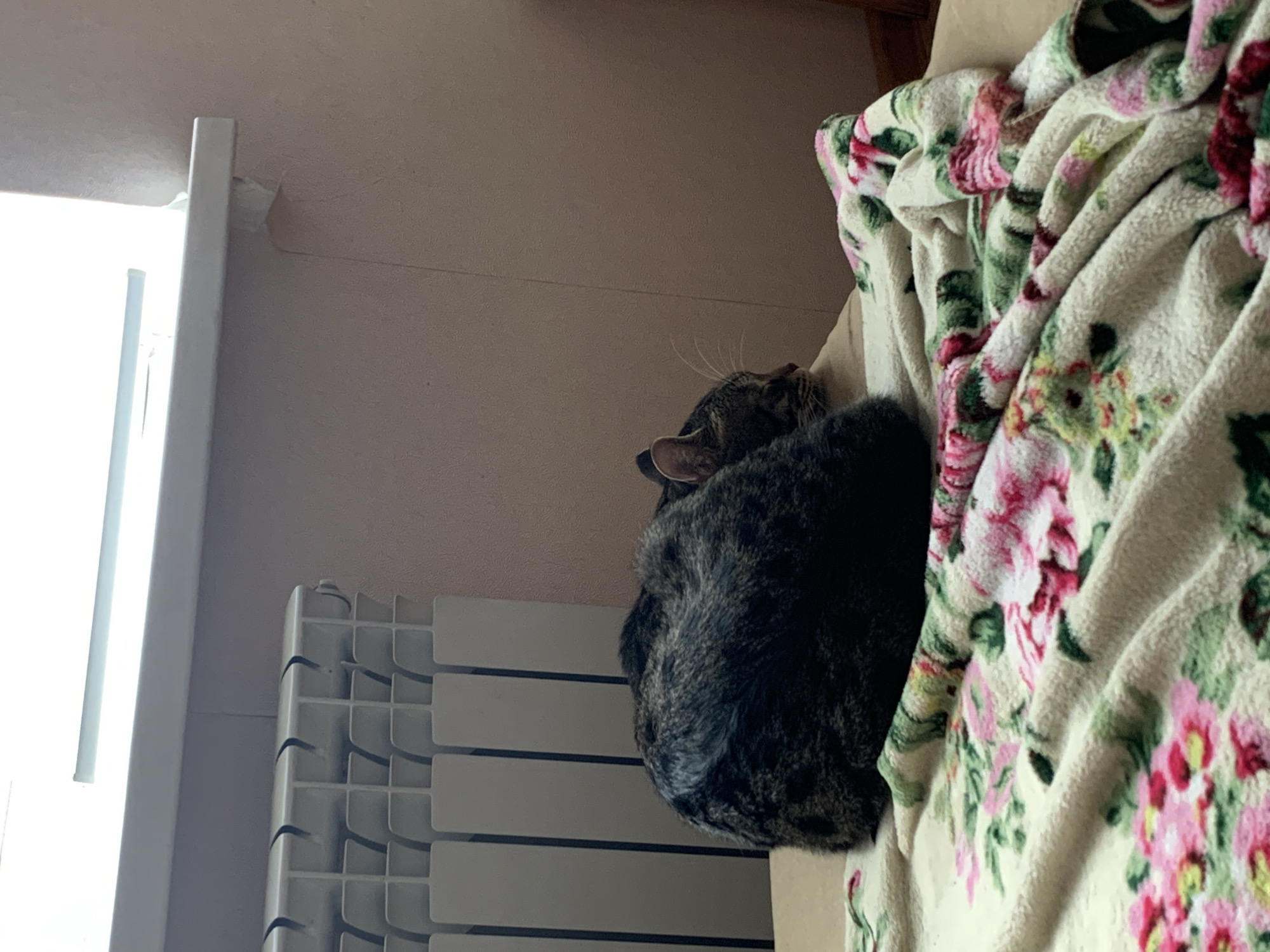 A tabby cat is curled up on a floral blanket next to a white radiator. The setting appears to be indoors, possibly in Stavropol, Russia, given the prompt instructions. A window is visible to the left of the radiator.